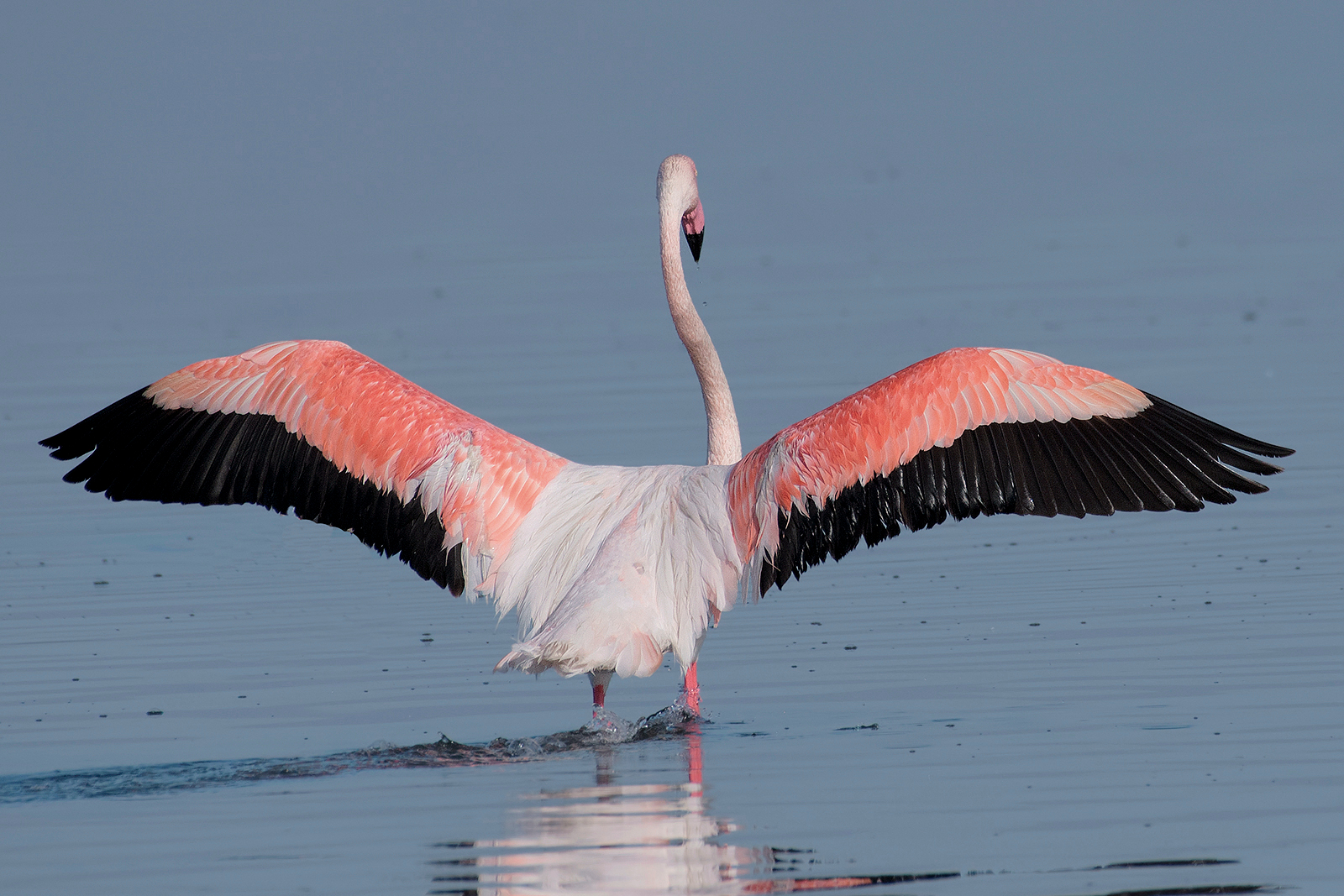 Side B (flamingo)...