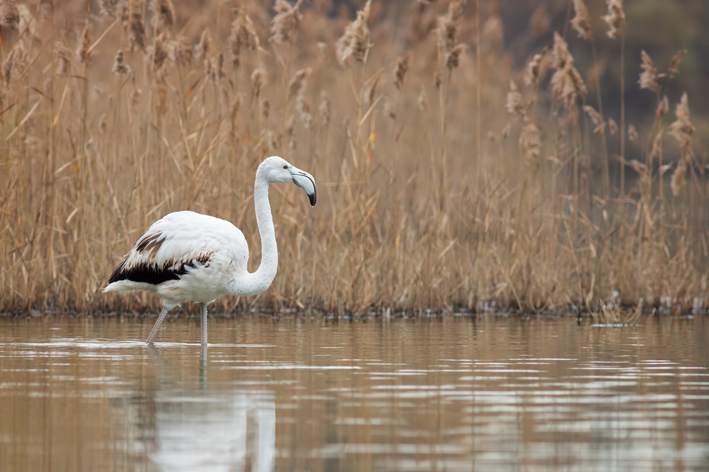 White flamingo among the reeds...
