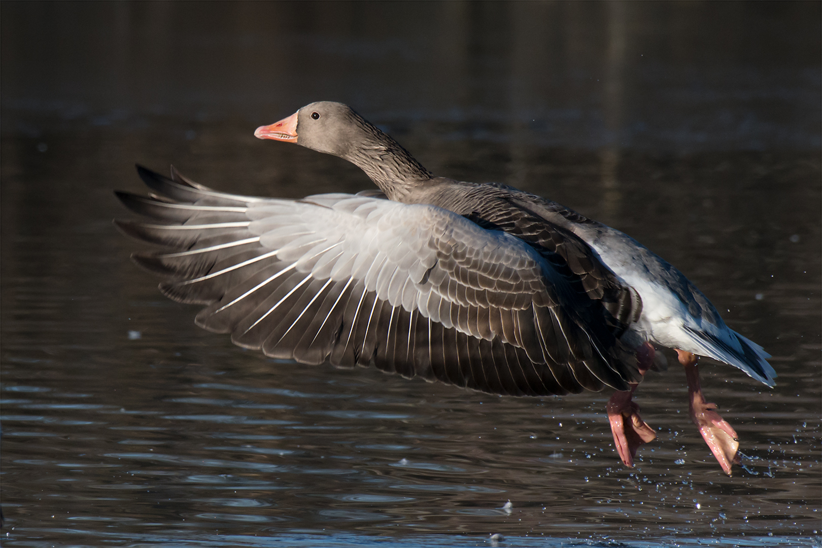 Wild goose in flight...