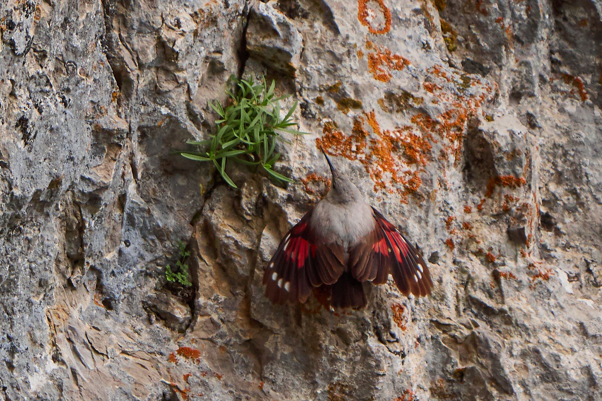 Wall Creeper ( Trichodroma murarka )...