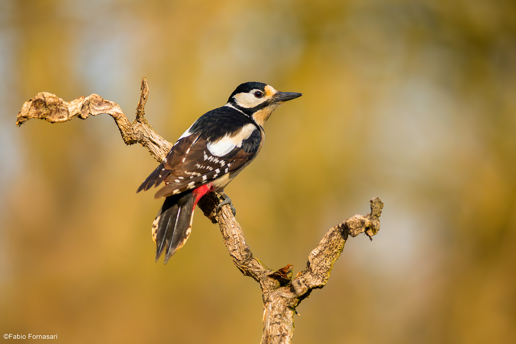 Great spotted woodpecker, female...