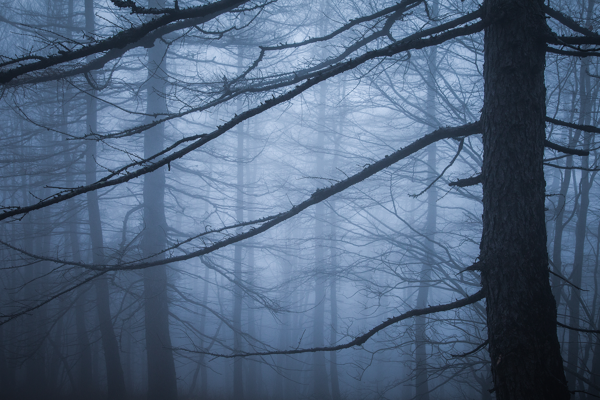 Spirits in the Mist...