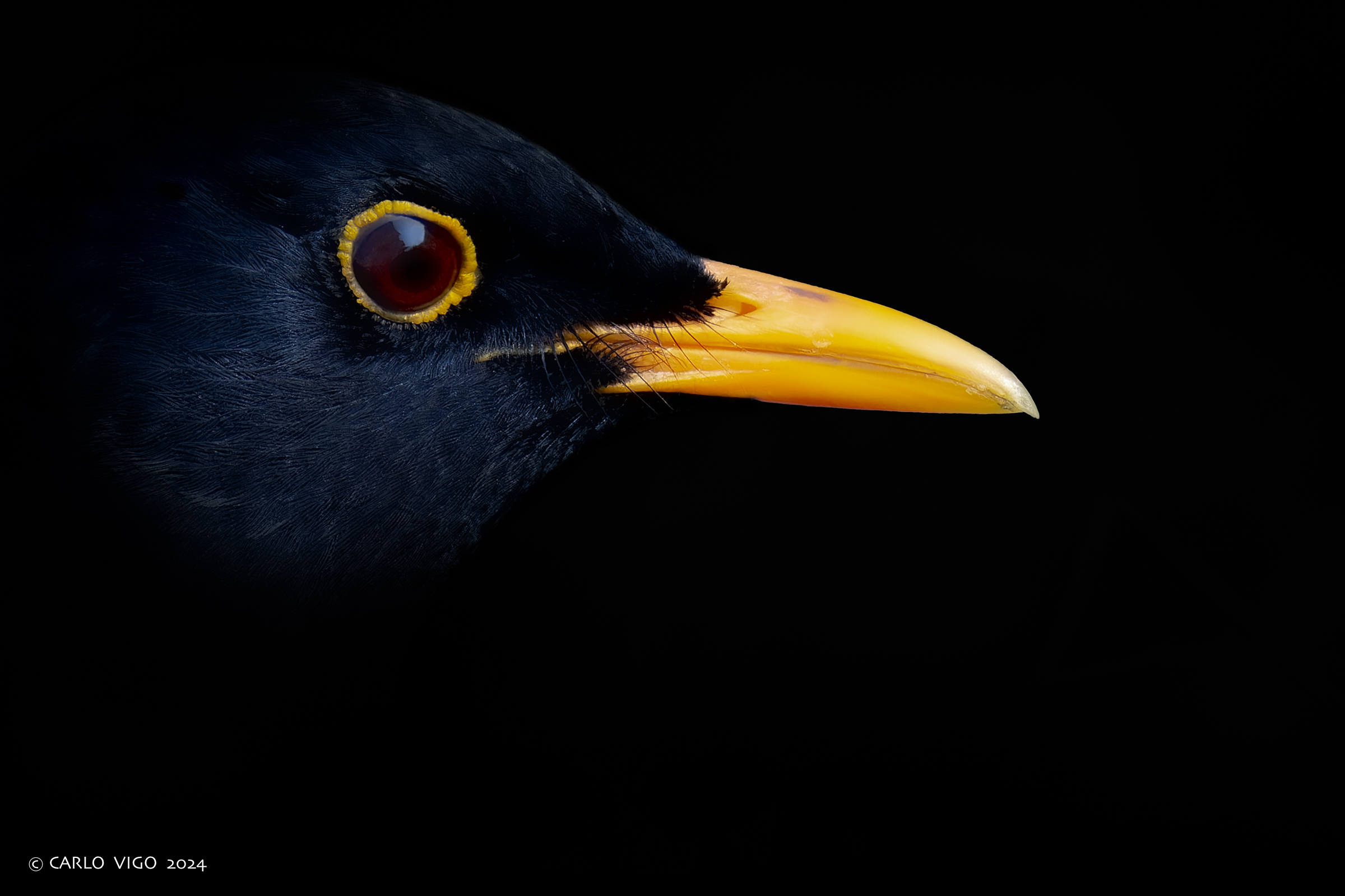 Blackbird...