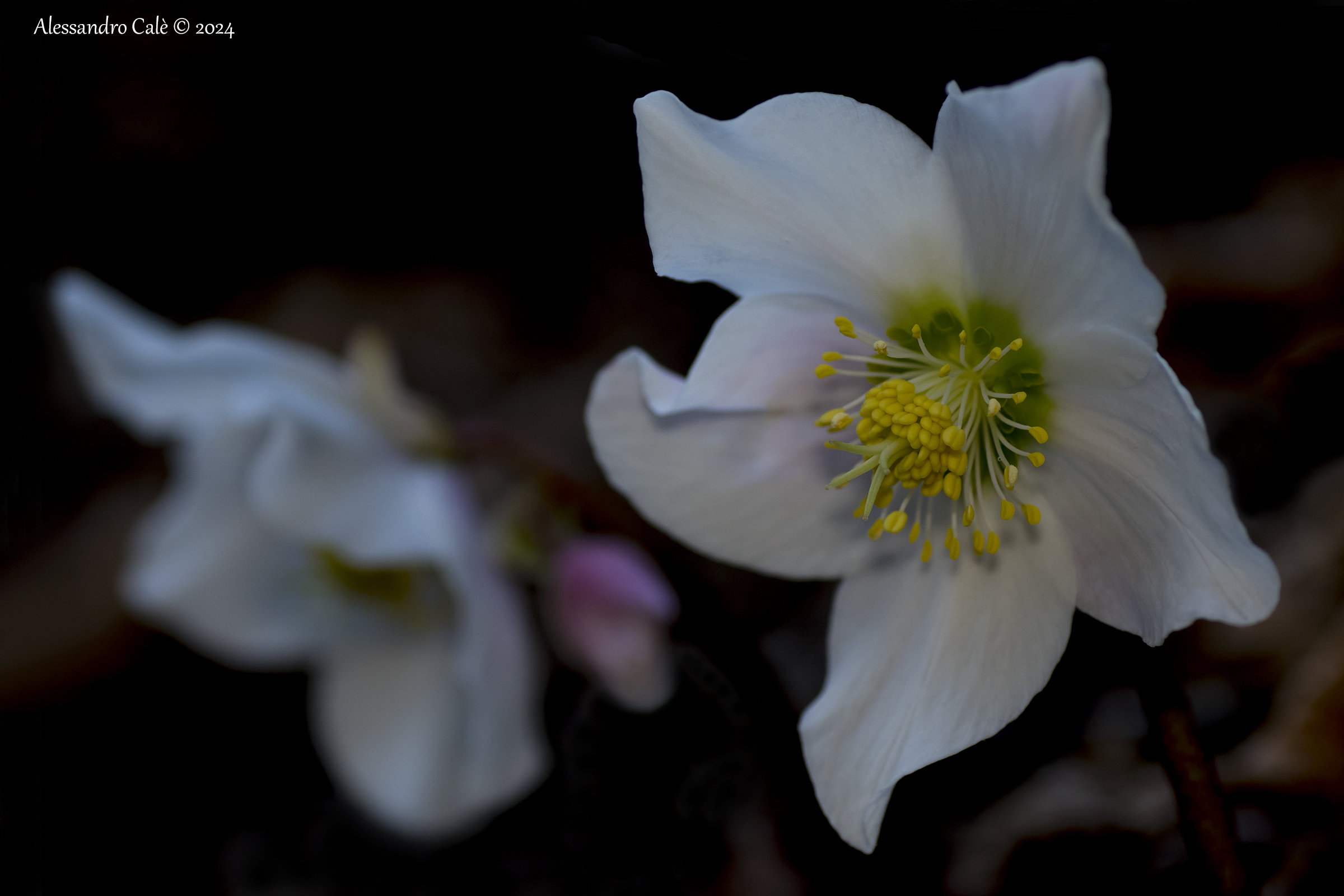Helleborus niger (Rosa di Natale) 5310...