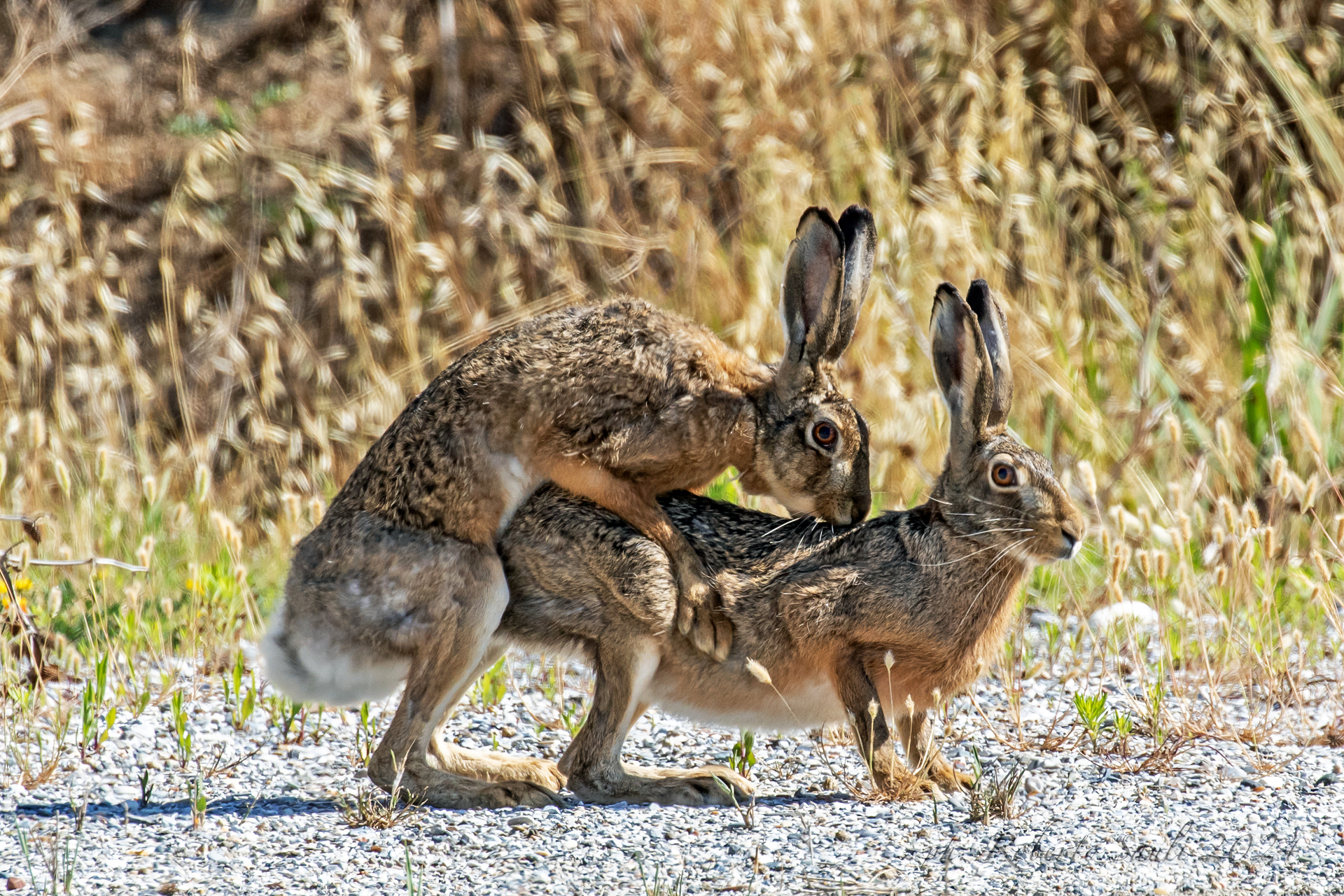 Hares...
