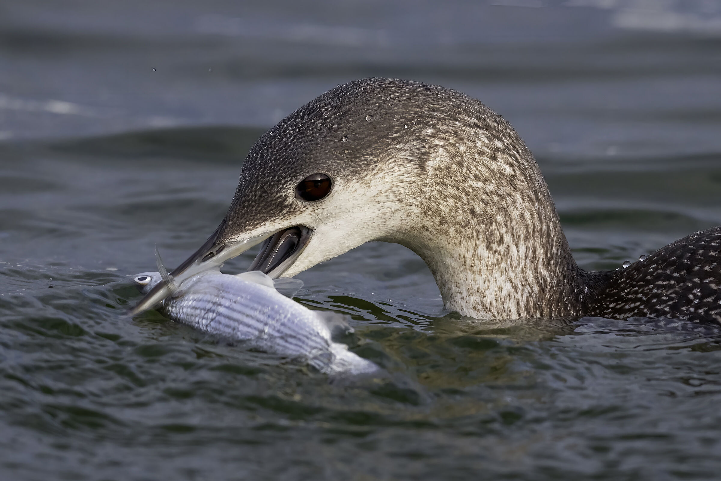 Red-throated diver........