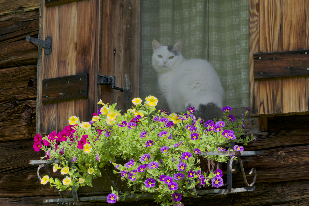 Cat and flowers - South Tyrol 2017...