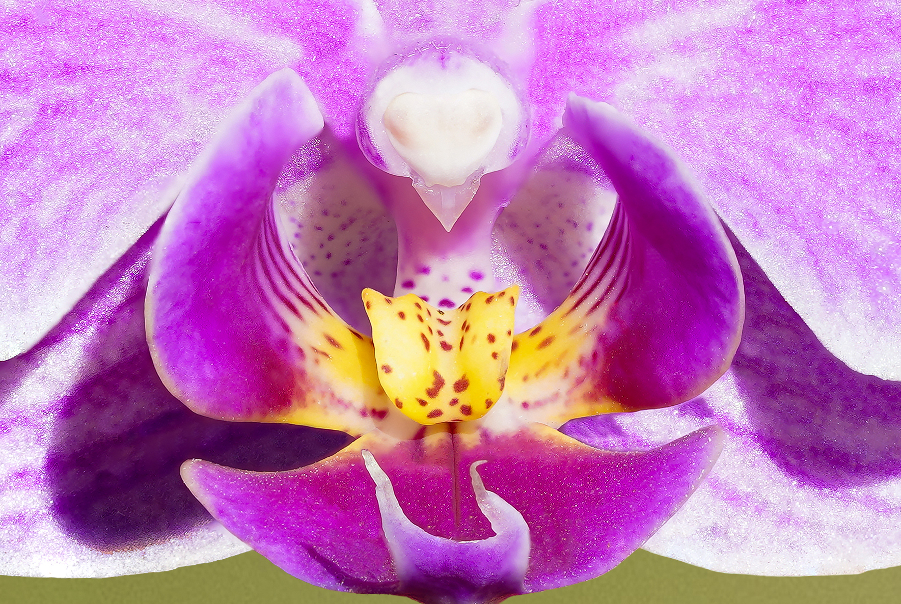 Orchidea - ingrandimento Focus stacking di 46 immagini...