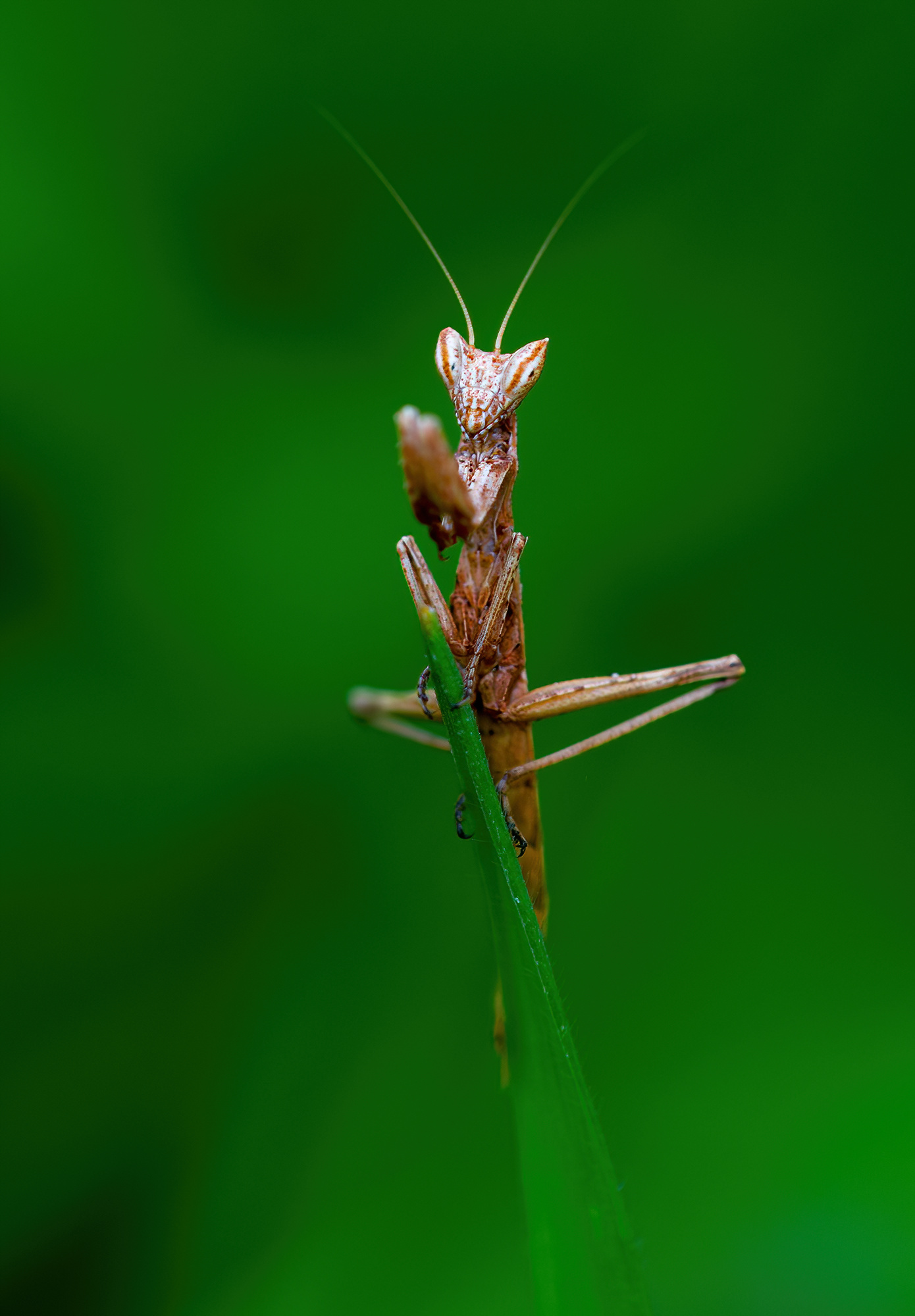 Praying mantis (nimph)...