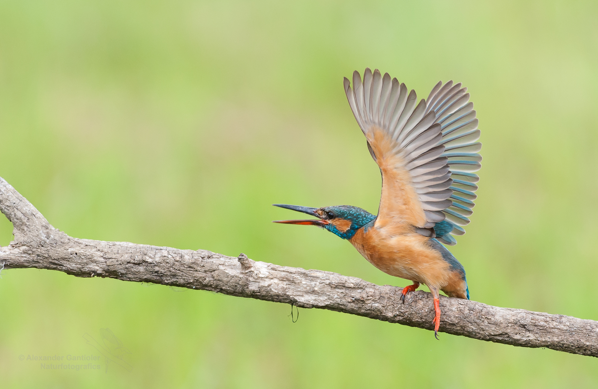 Kingfisher in attack...