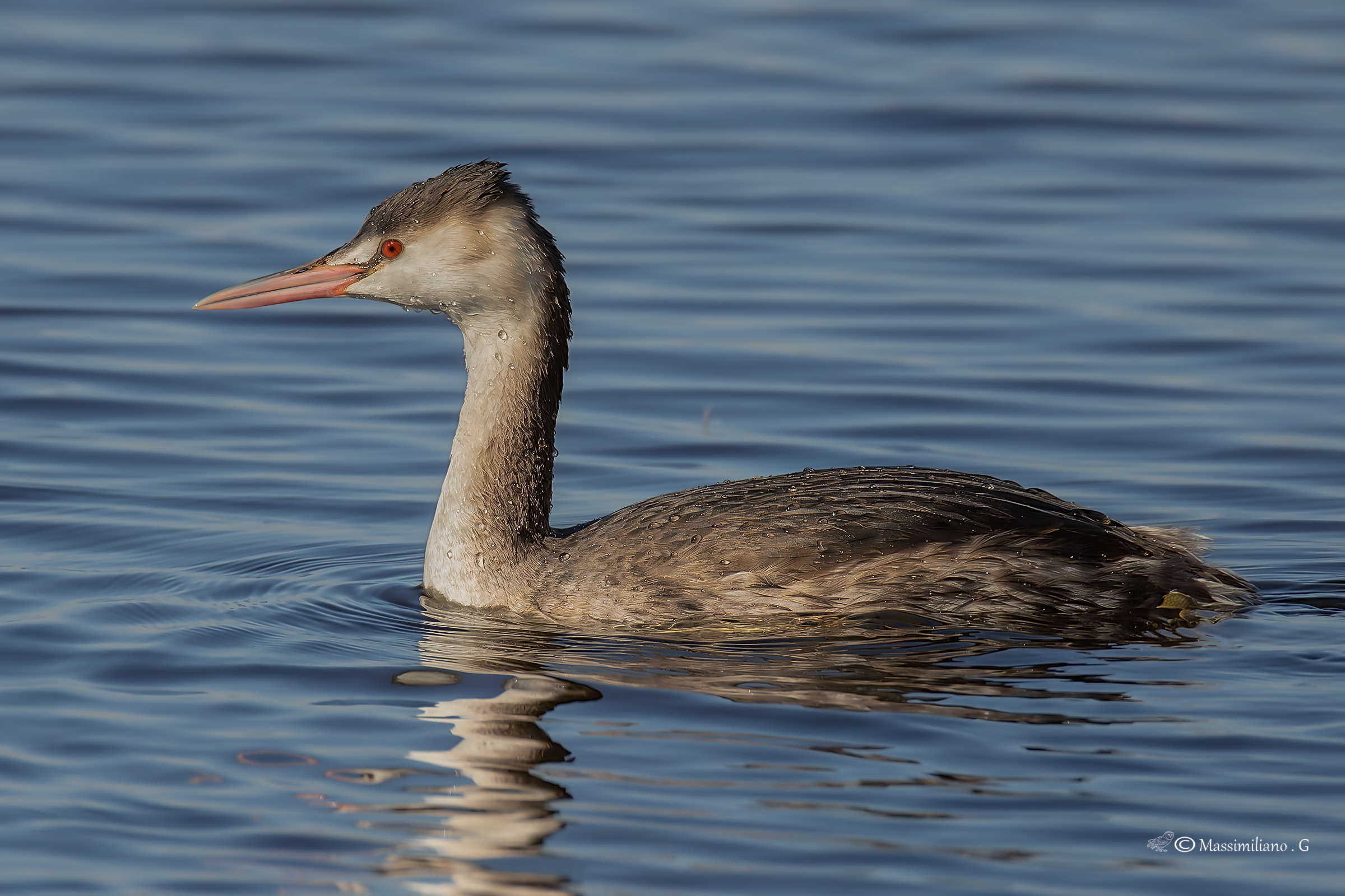 Great crested grebe ...