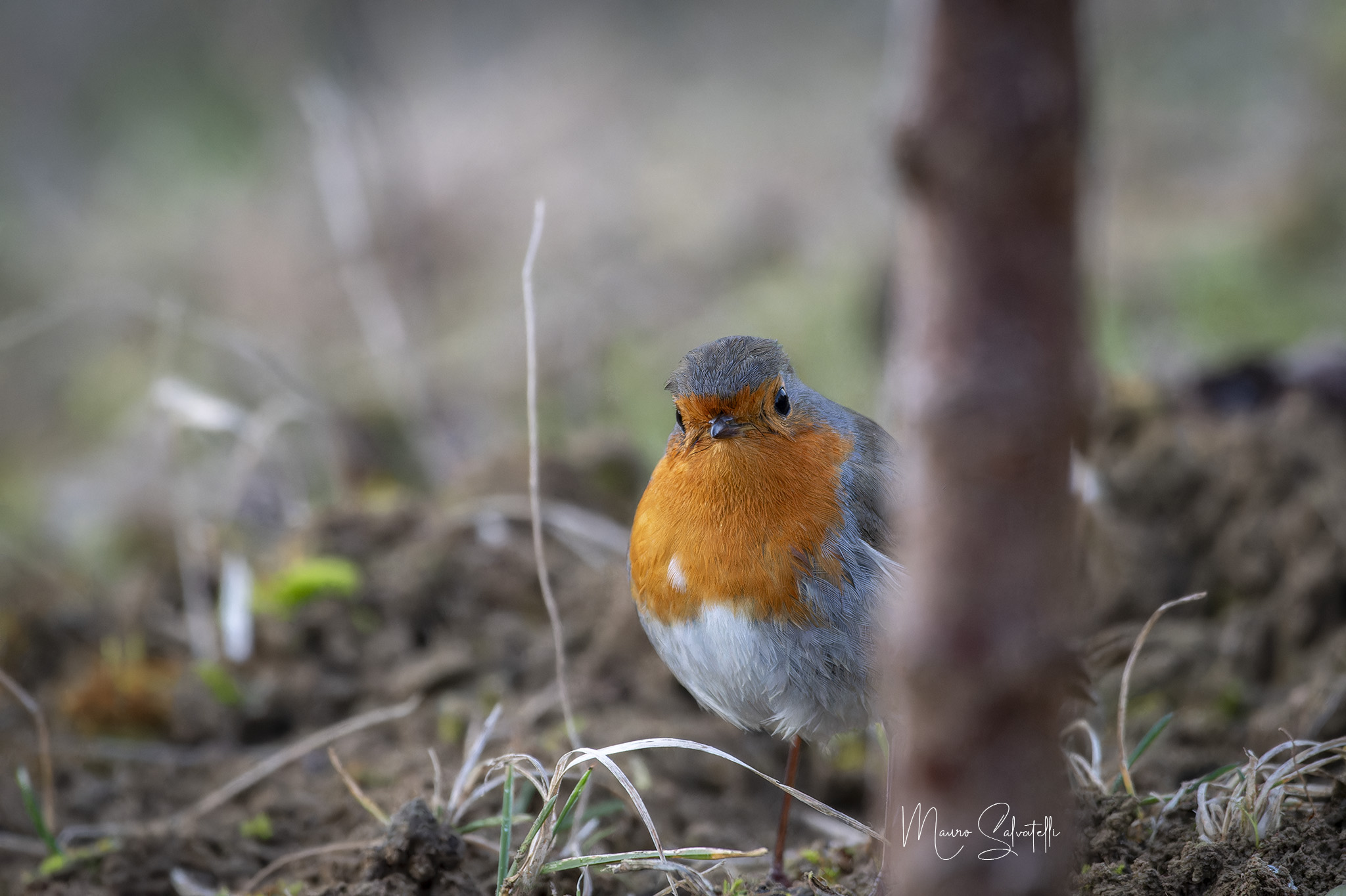Curious Robin...