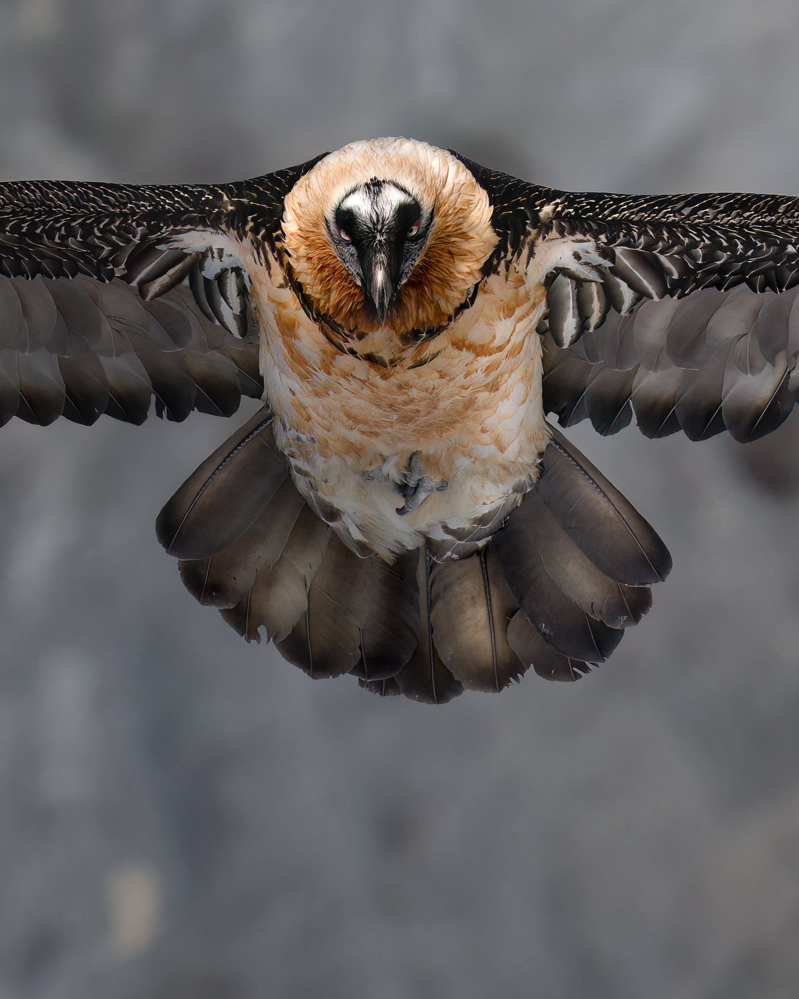 The Bearded Vulture, close up...
