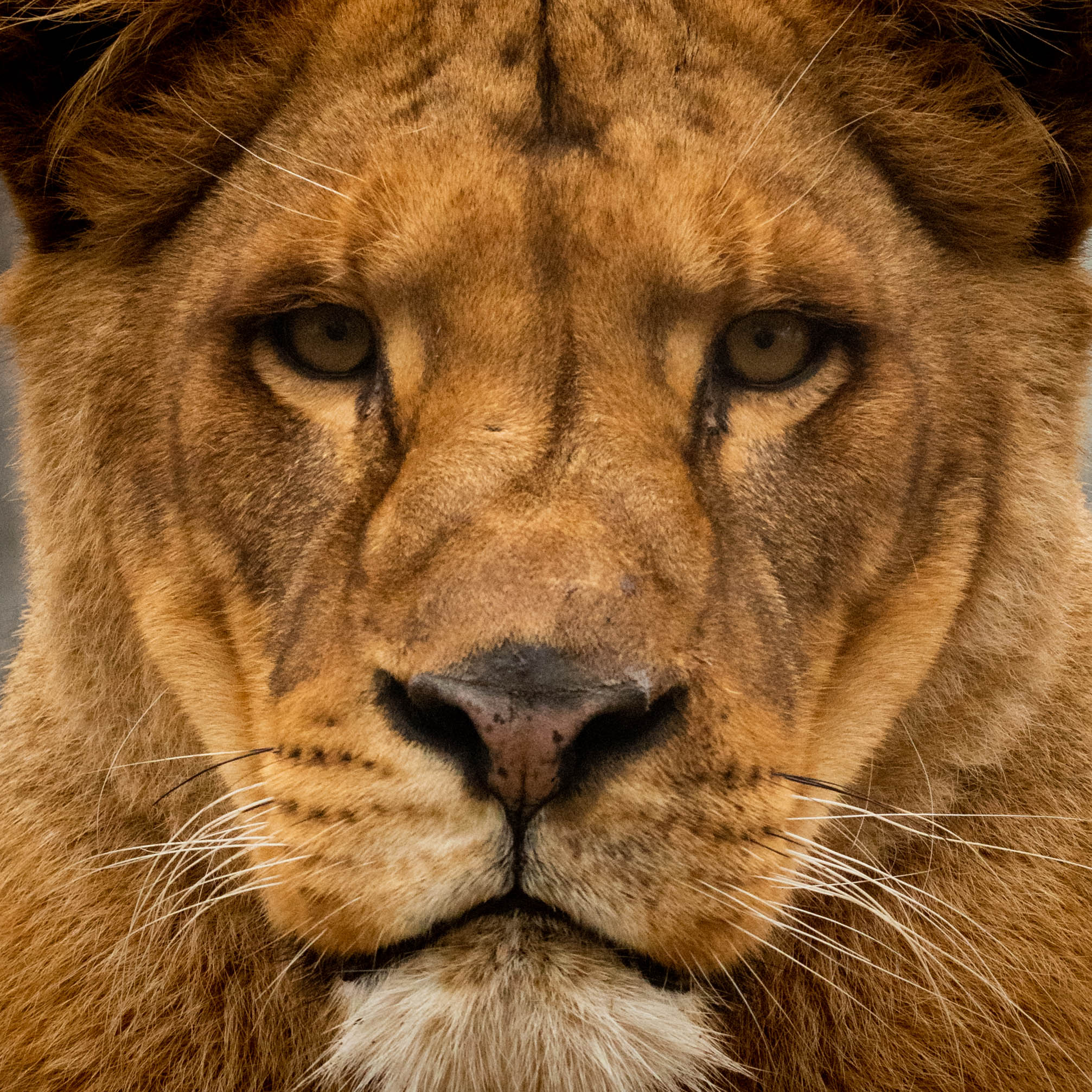 Controlled enviroments - Panthera Leo portrait "Abu"...