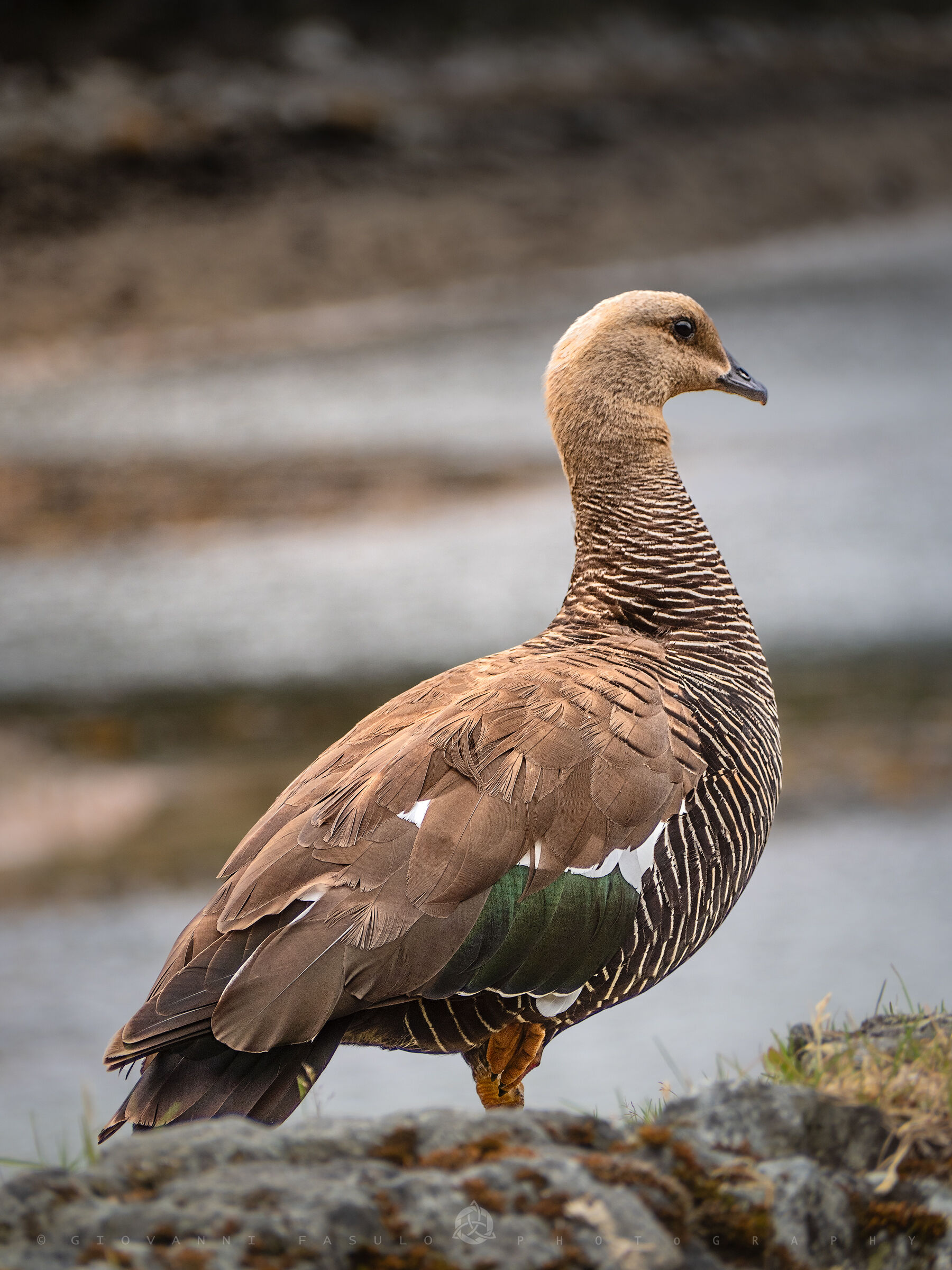 Patagonian goose...