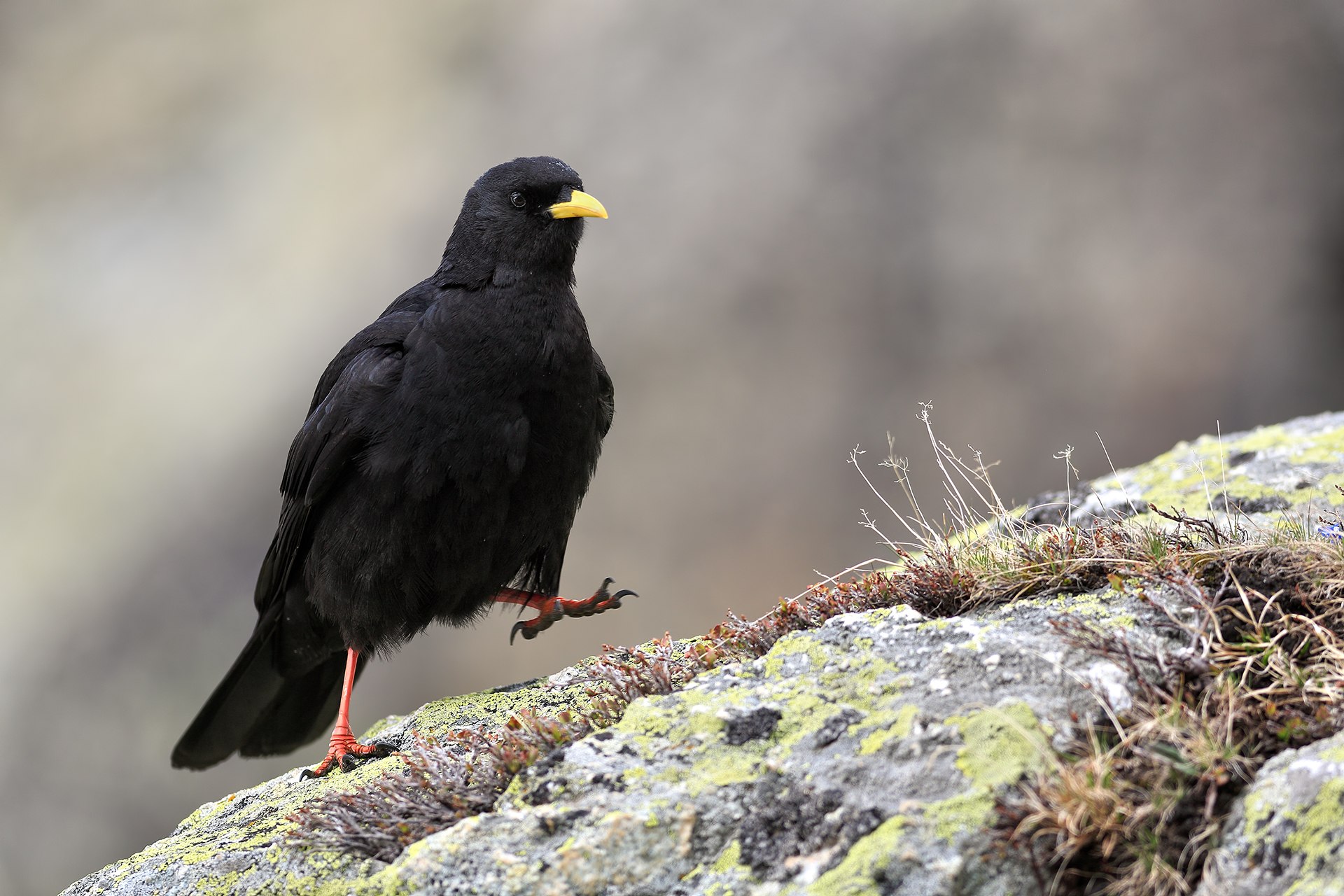 The March of the Chough...
