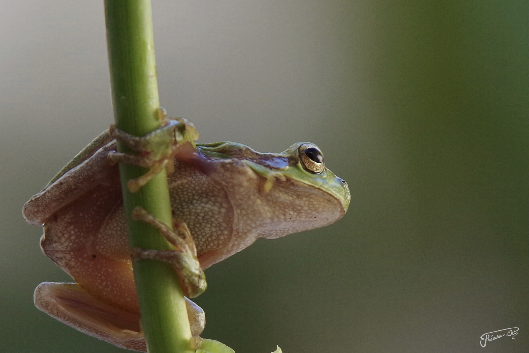 cantone di Grenouille...