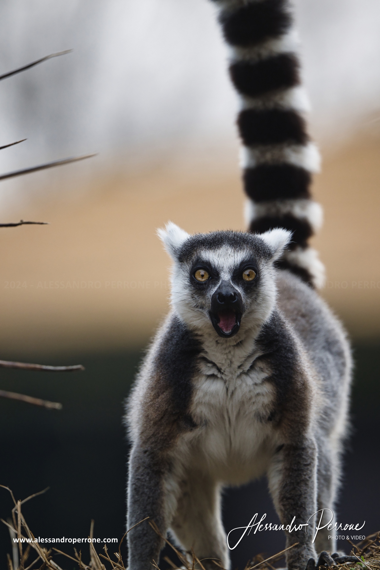 Catta Lemur...