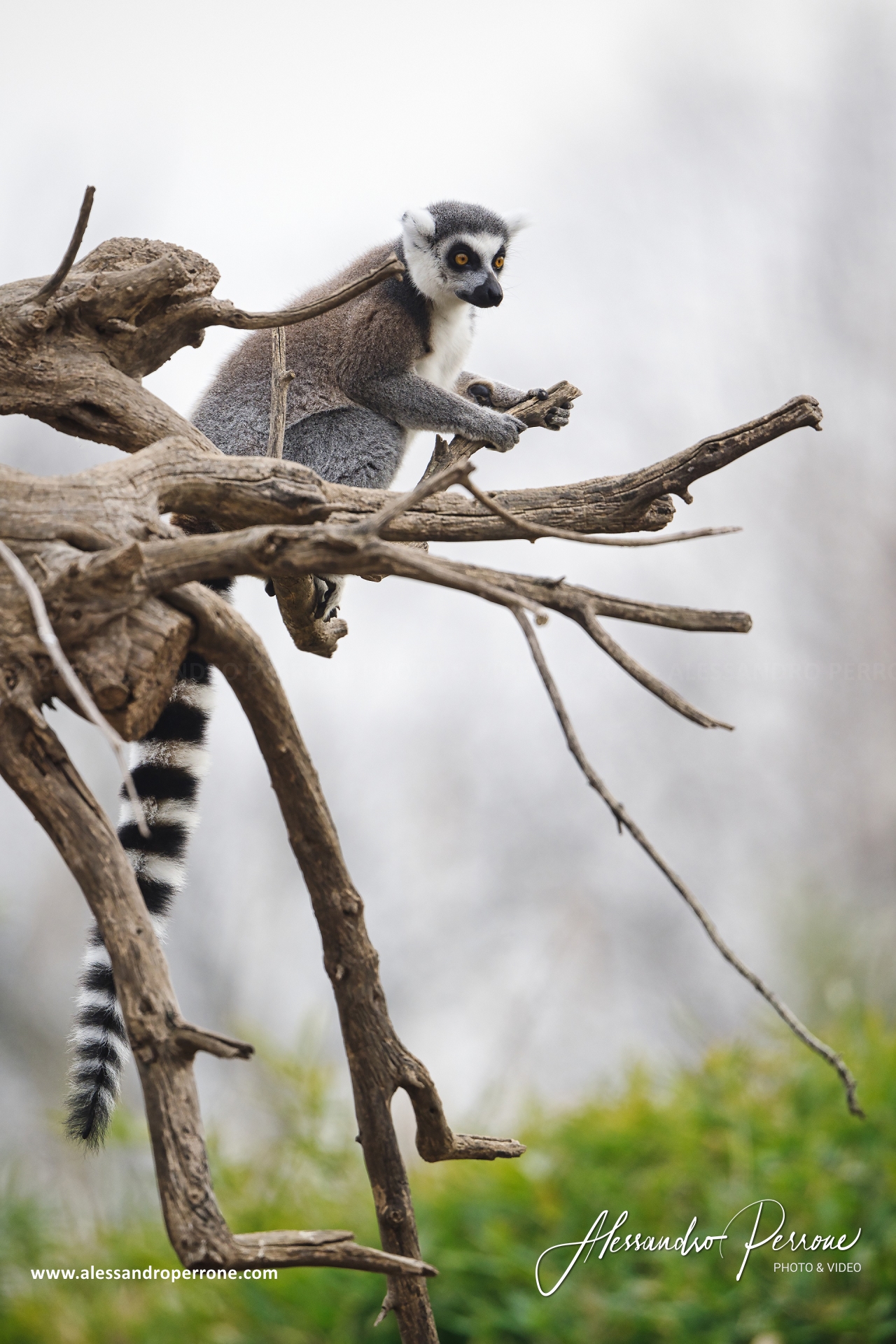 Catta Lemur...