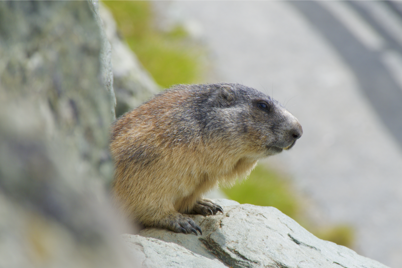 Curious marmot...