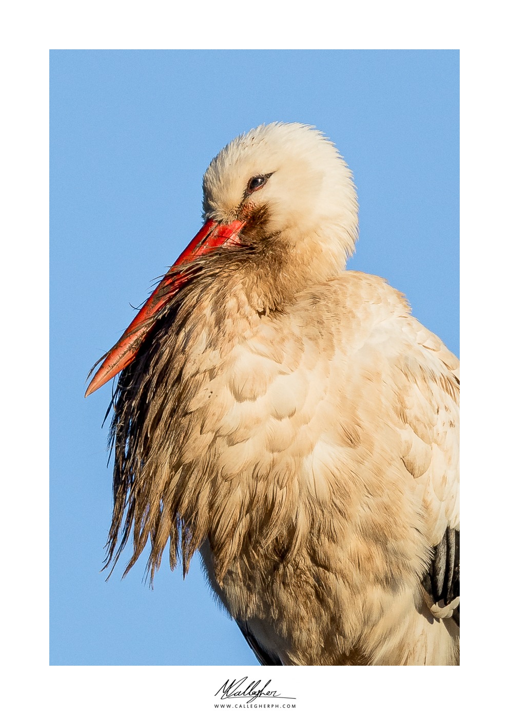 Soiled stork...