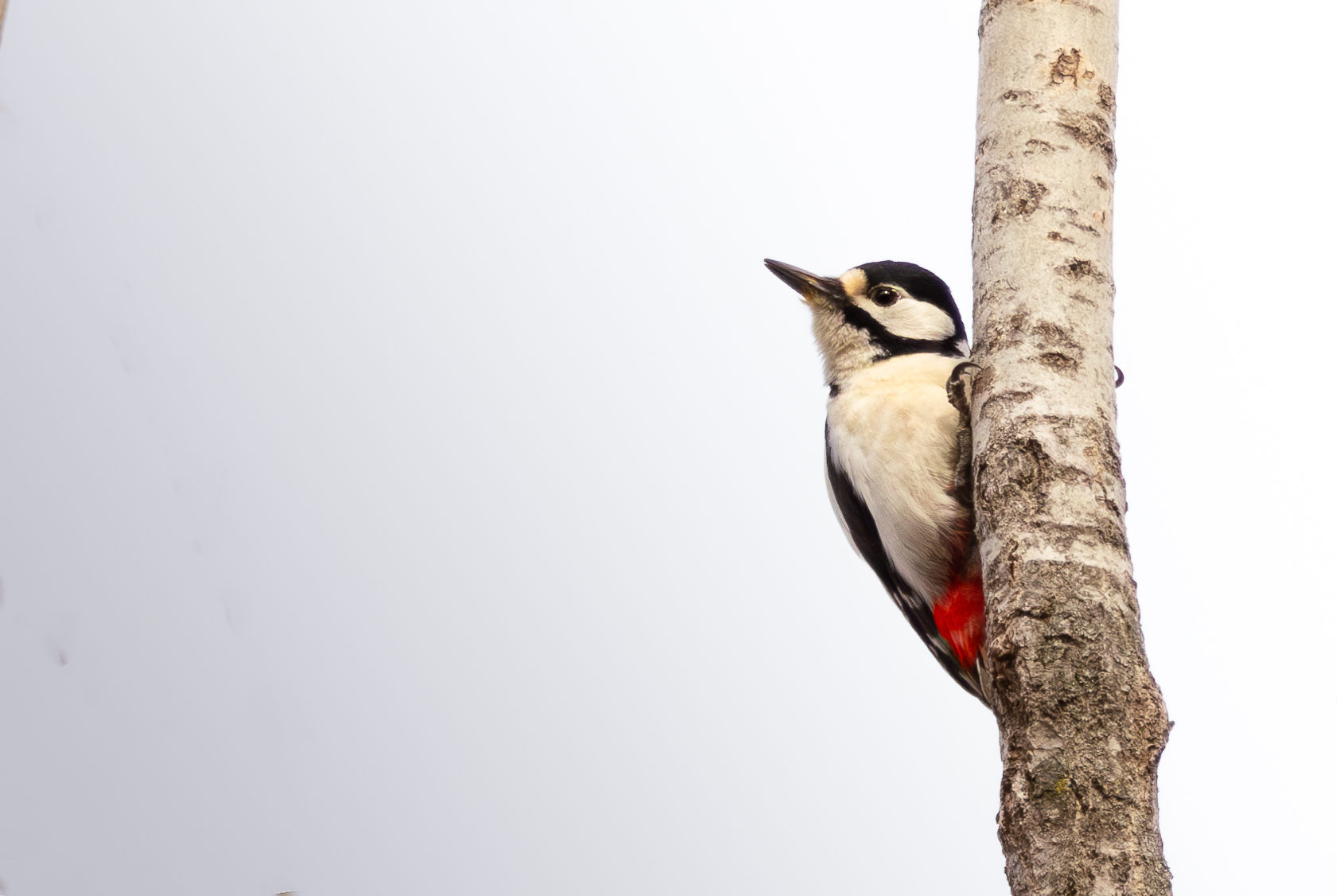 Picchio rosso maggiore (Dendrocopos major)...