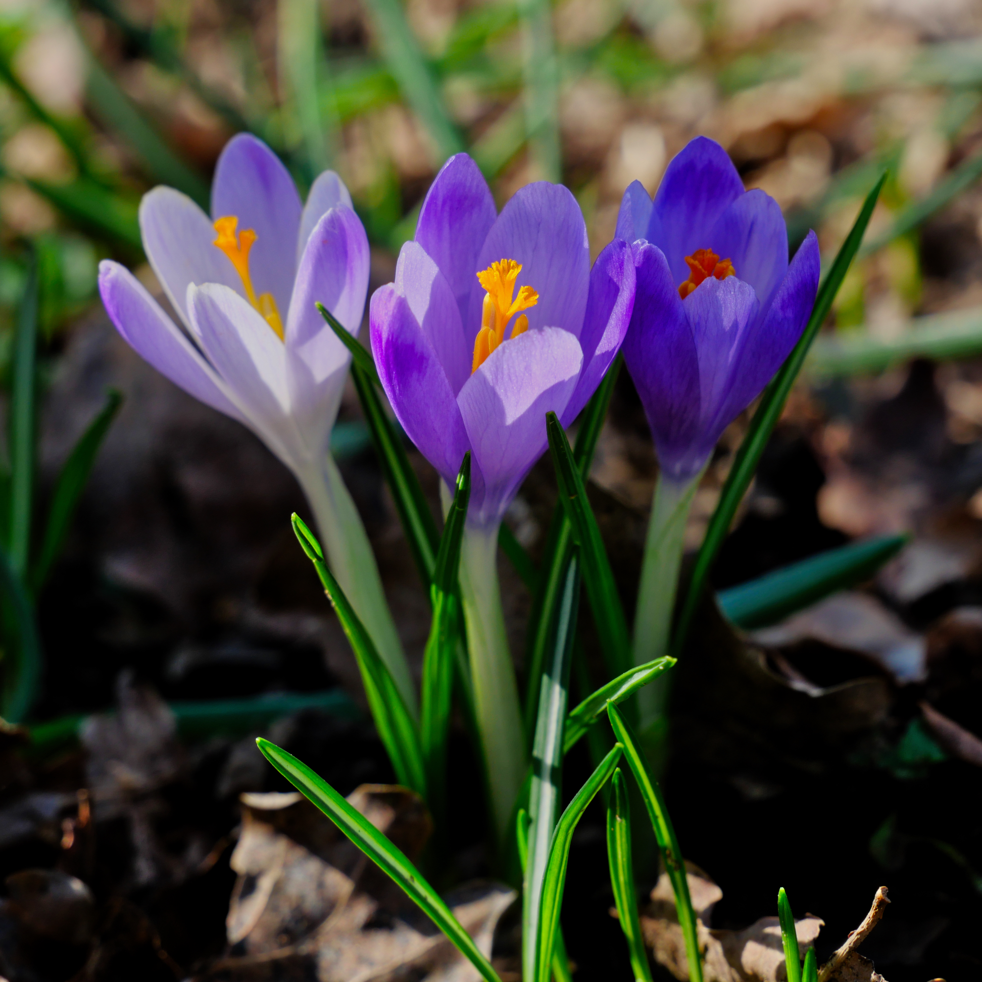 the colours of the Crocus...
