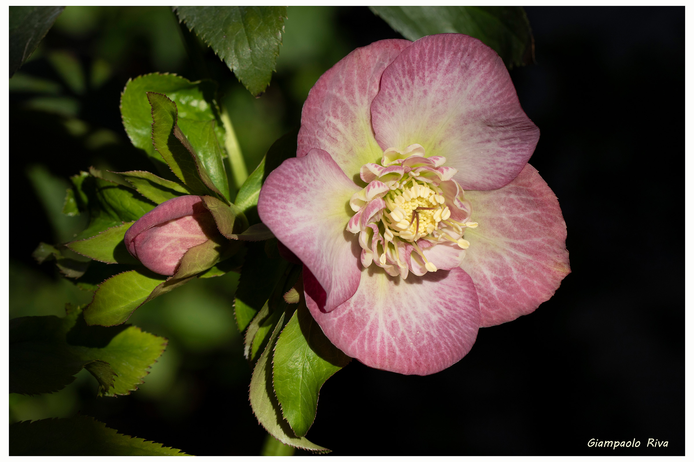 Helleborus hybridus rosa...
