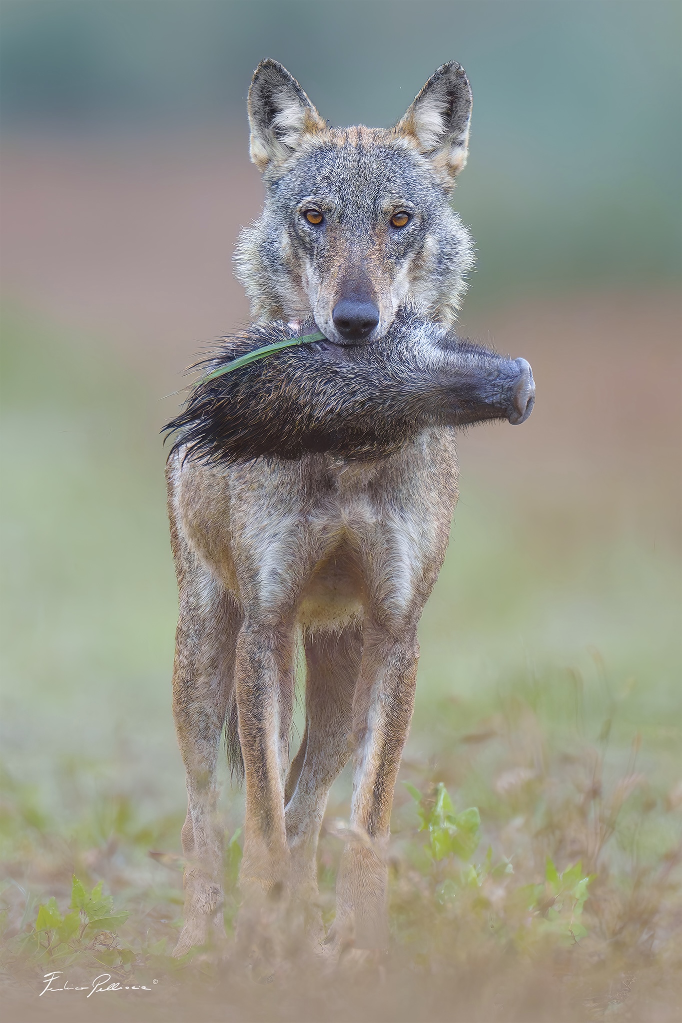 Apennine wolf carries preyed boar head!...