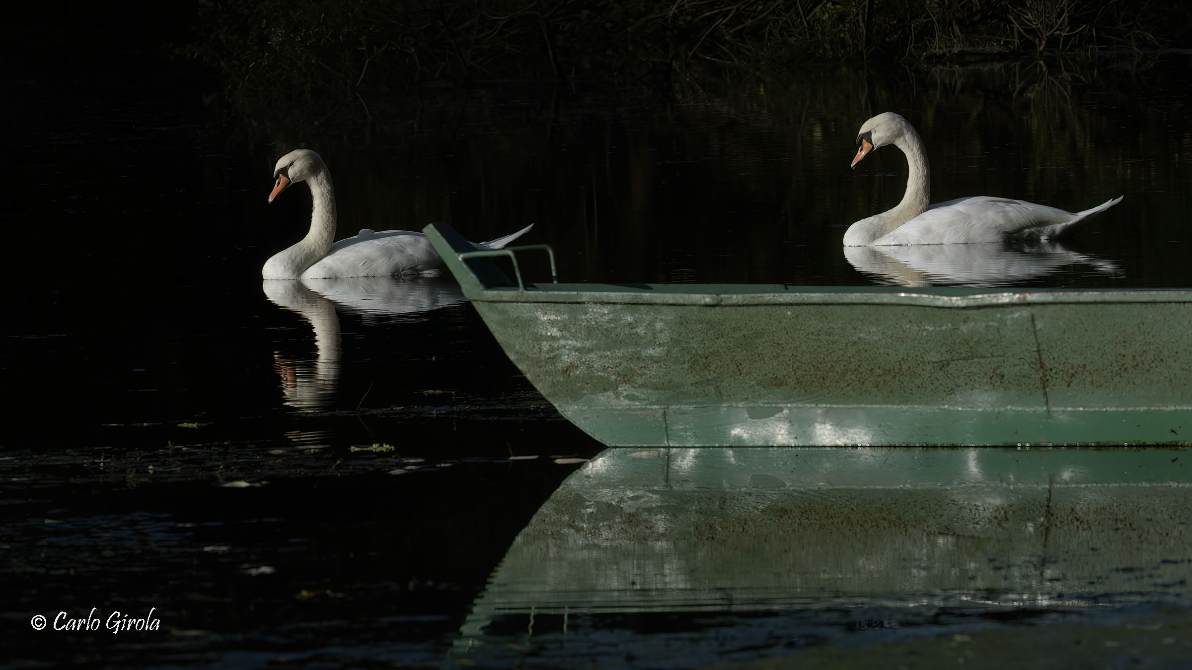 Mute swans (Cygnus olor) and the barcè...