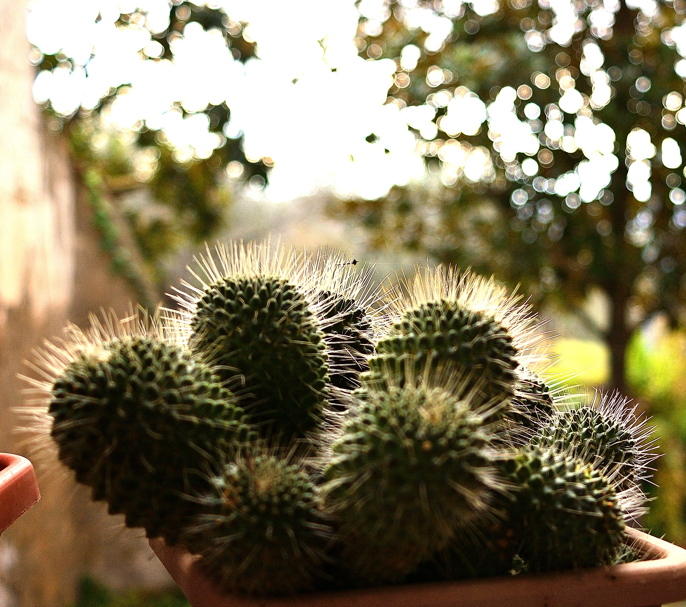 piccoli cactus crescono...