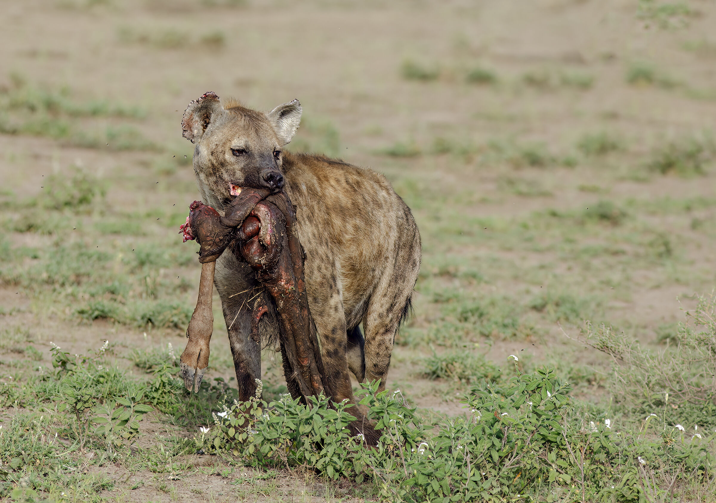 Hyena ridens , dinner for puppies...