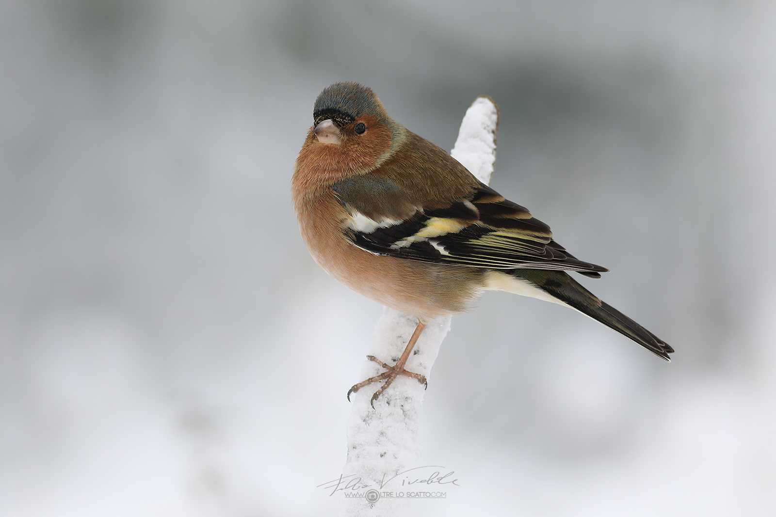 Chaffinch second snowfall...