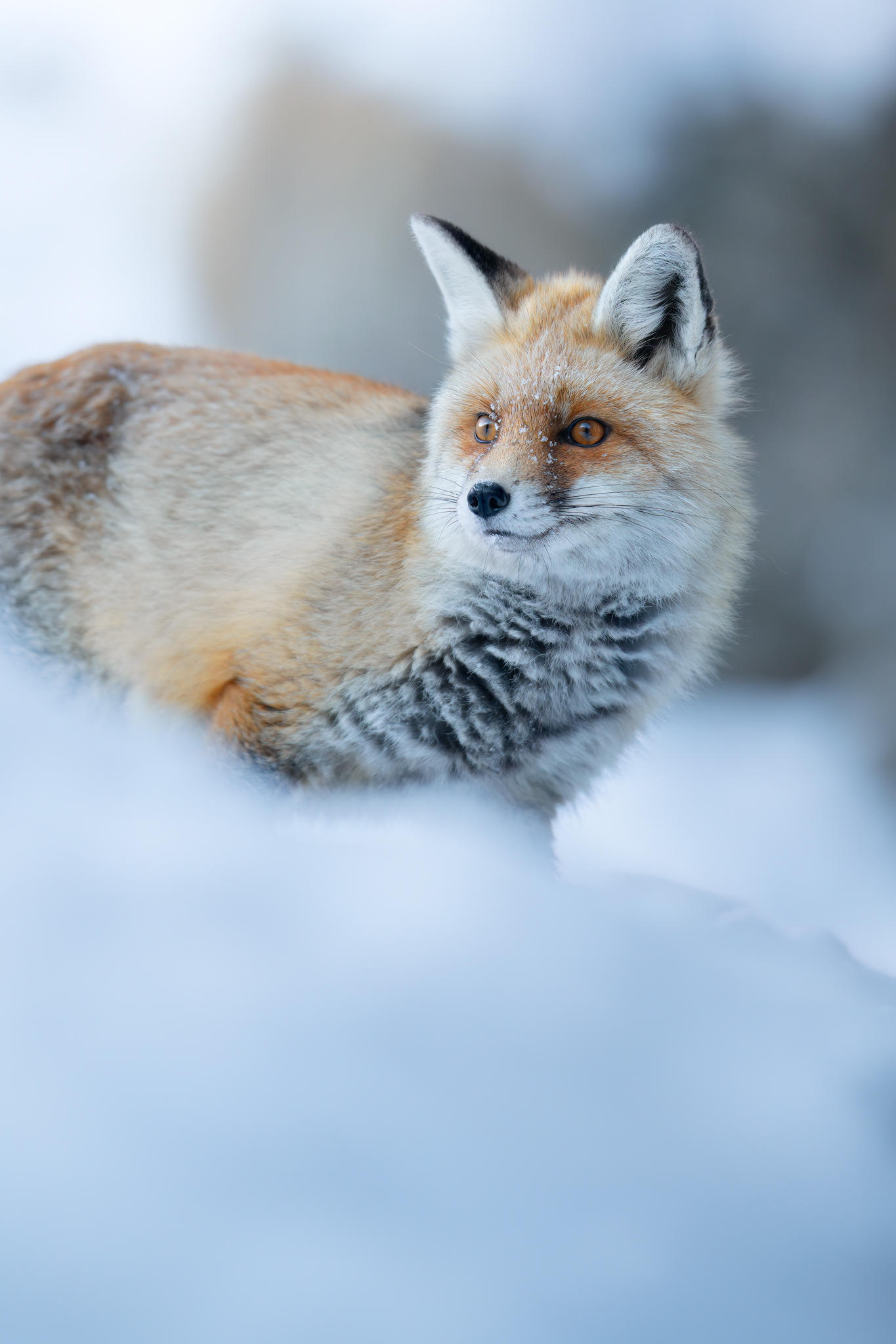 Fox in winter coat...