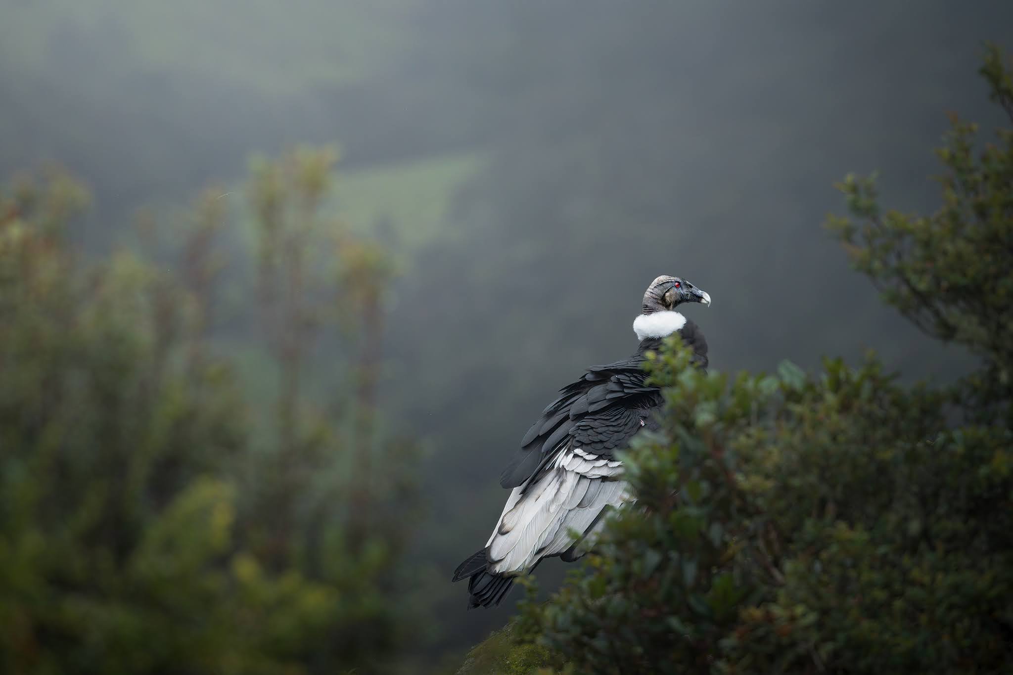 Andean Condor ...