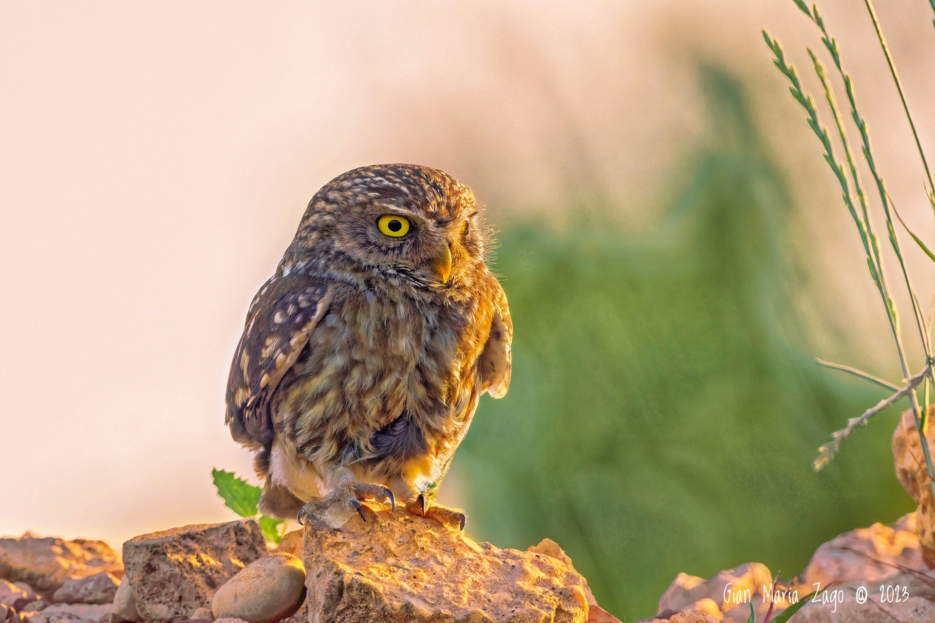 Owl at dawn ...