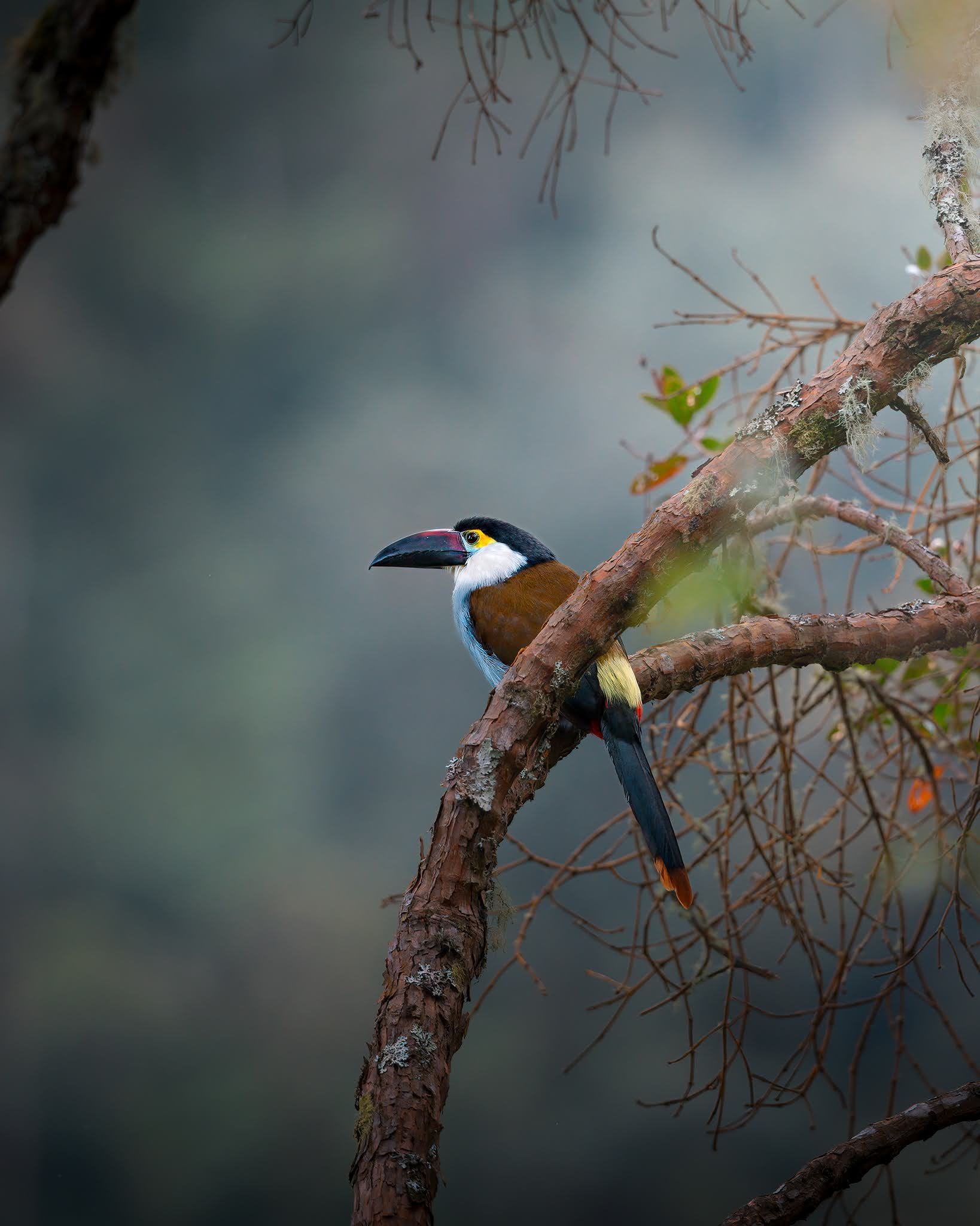 Blue-breasted mountain toucan ...