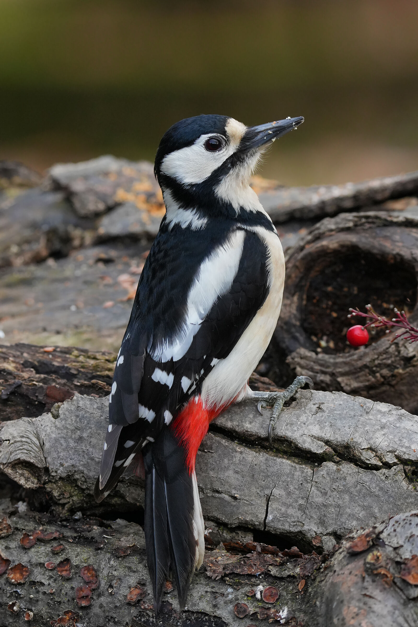 Fem Spotted Woodpecker...