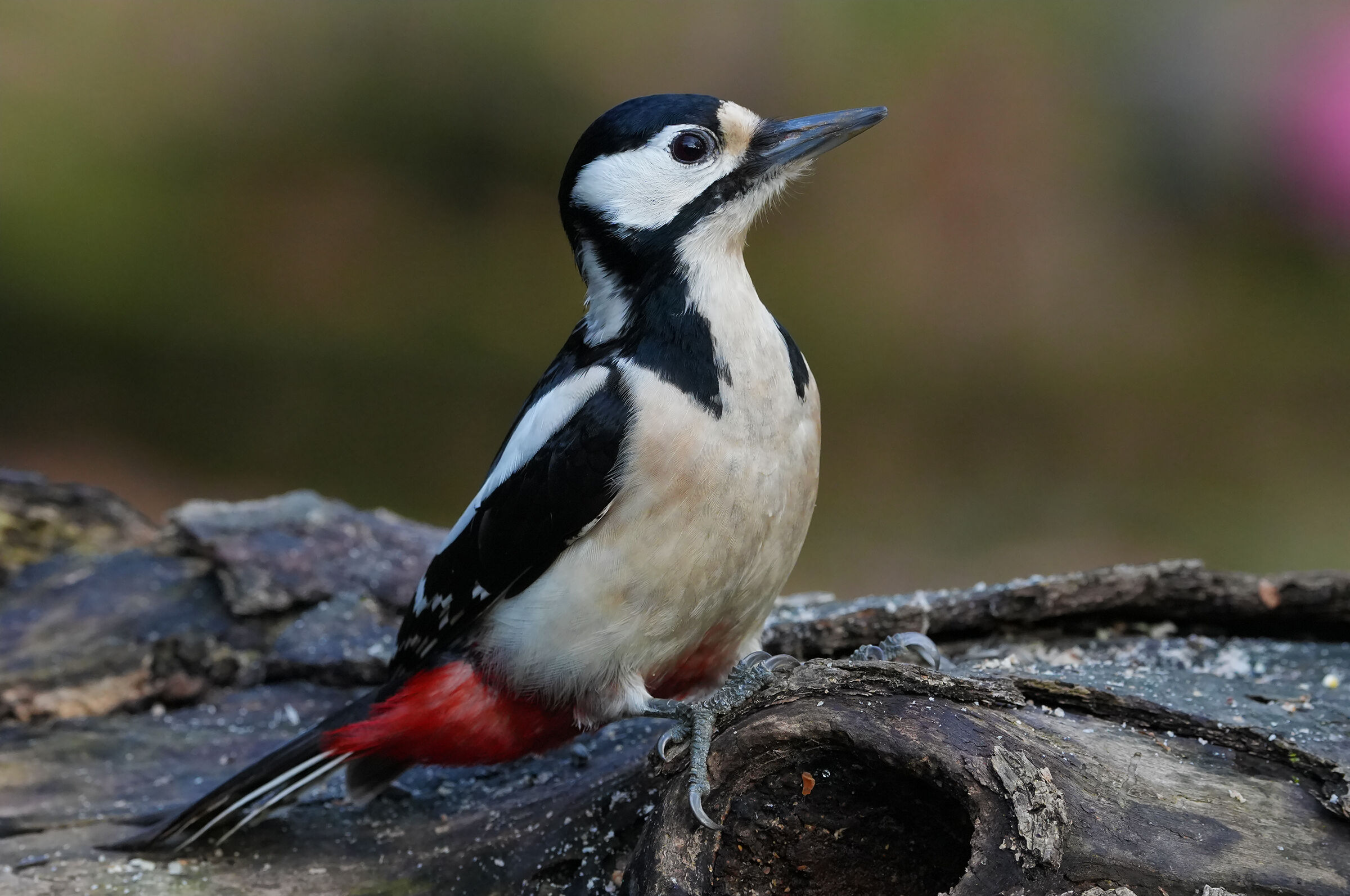 fem spotted woodpecker...