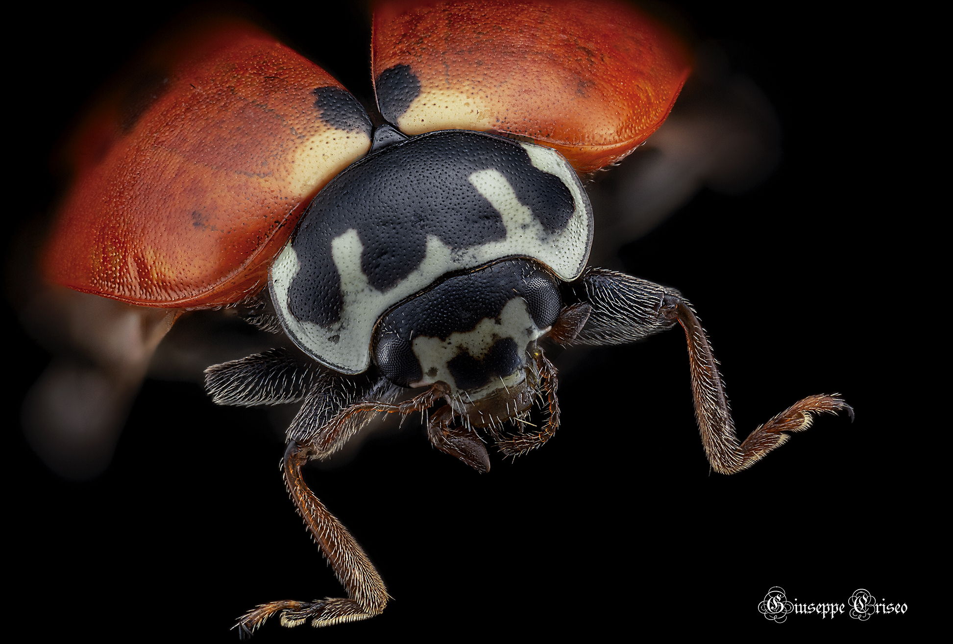 Ladybug septempunctata, Coleoptera...