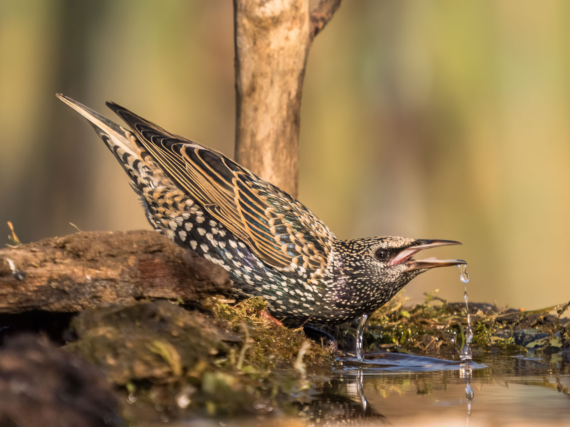 The watering of the starling...
