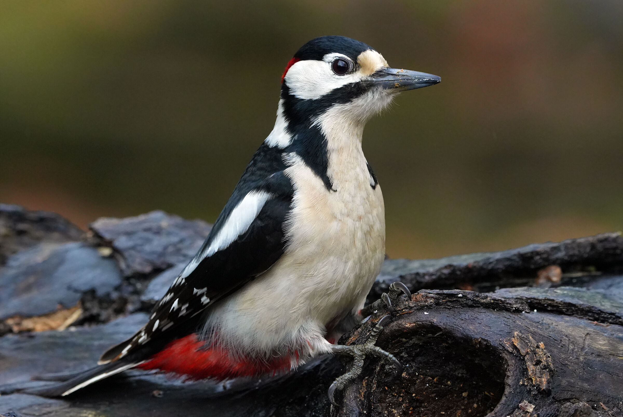 Male Great Spotted Woodpecker...