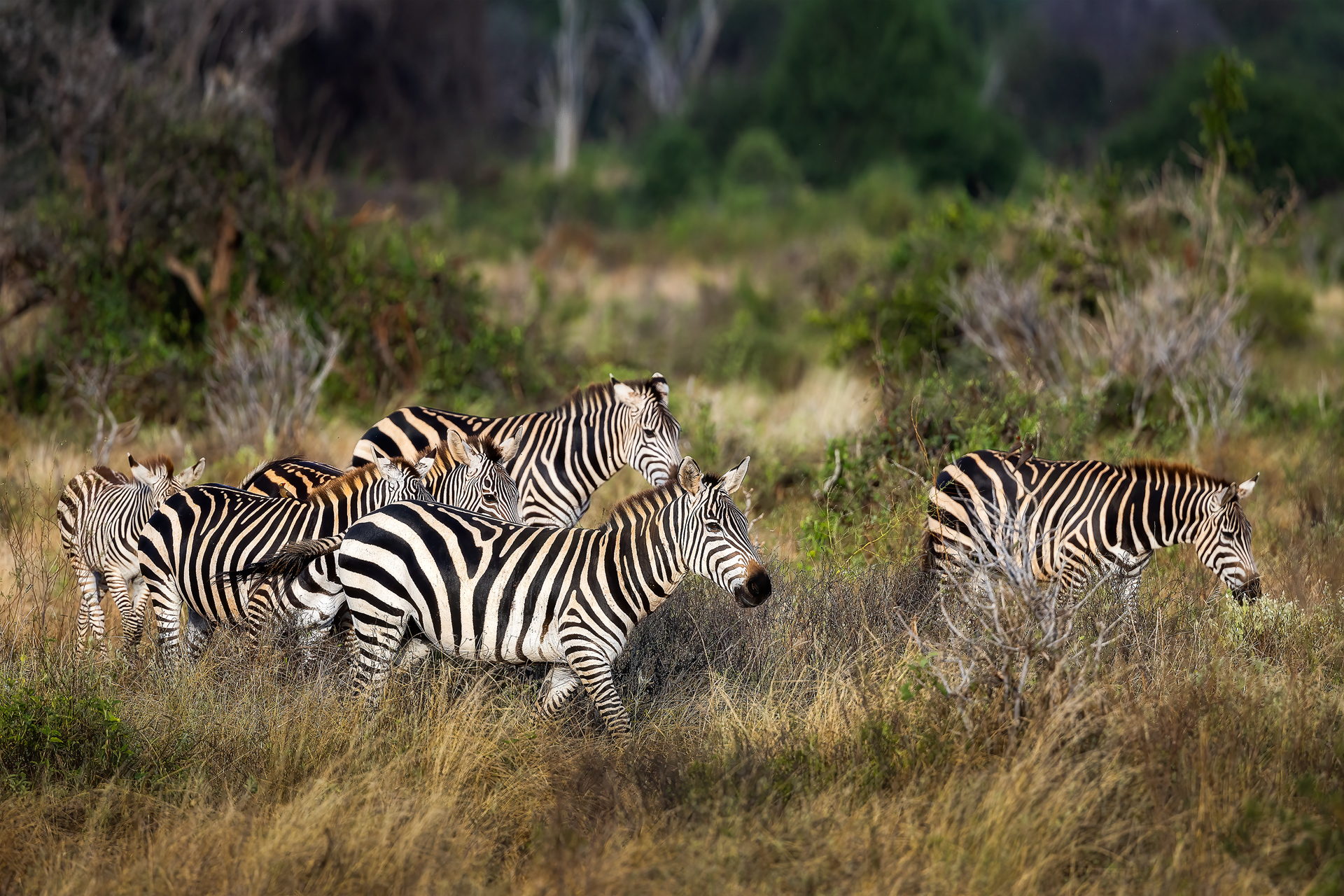 Zebras in Amboseli...