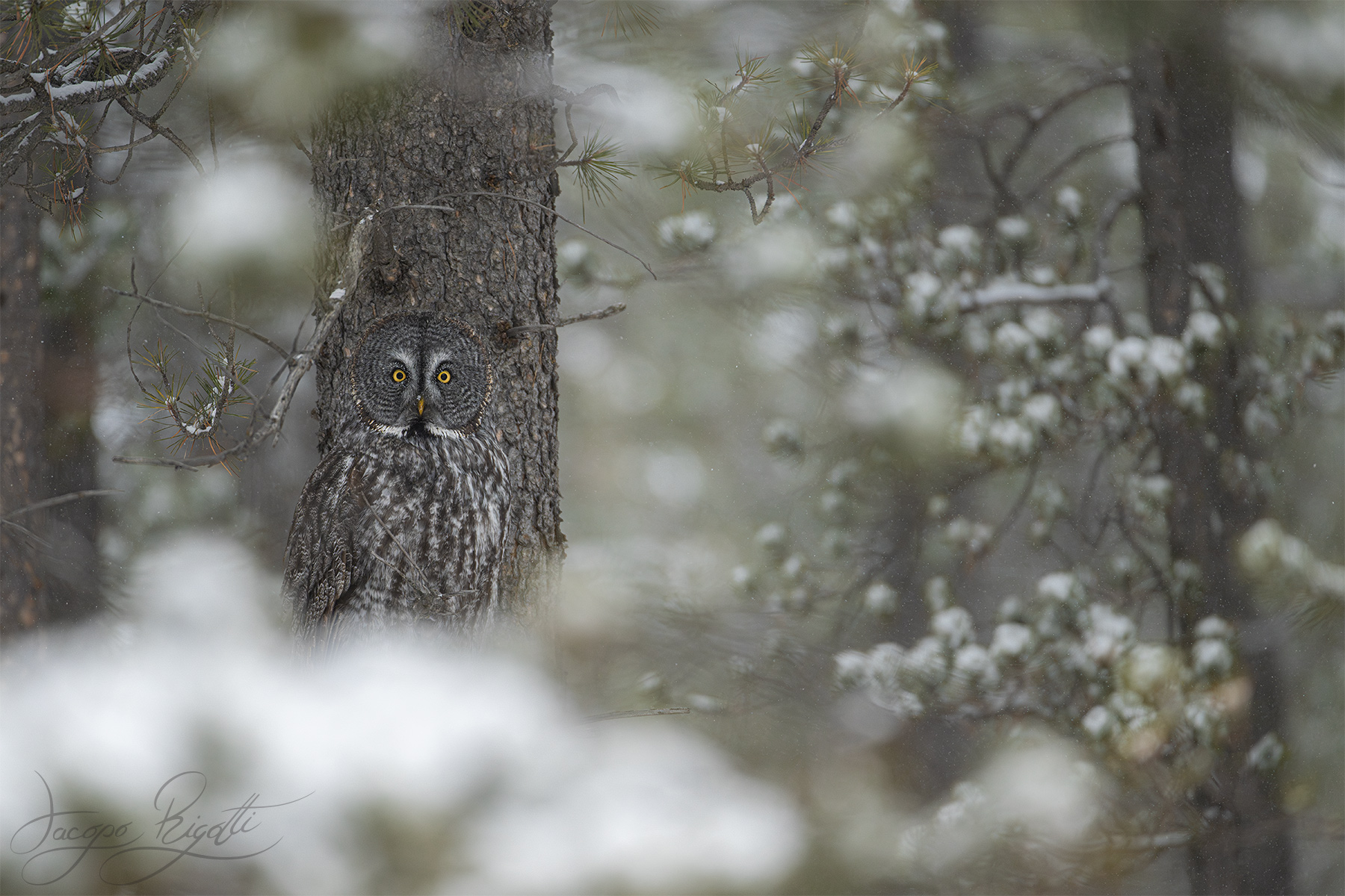Lapland Owl...