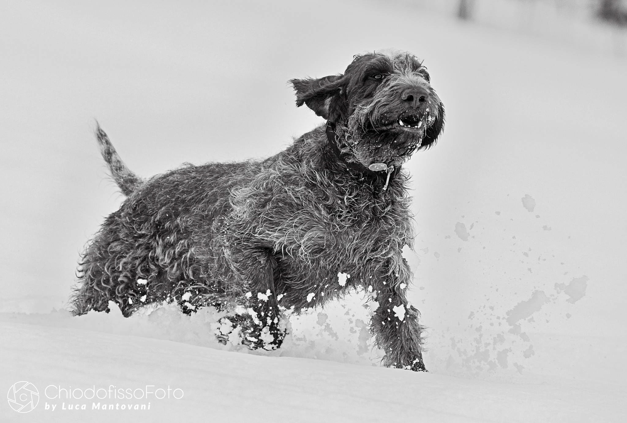 Cunning, black and white of a brat in the snow. Second...