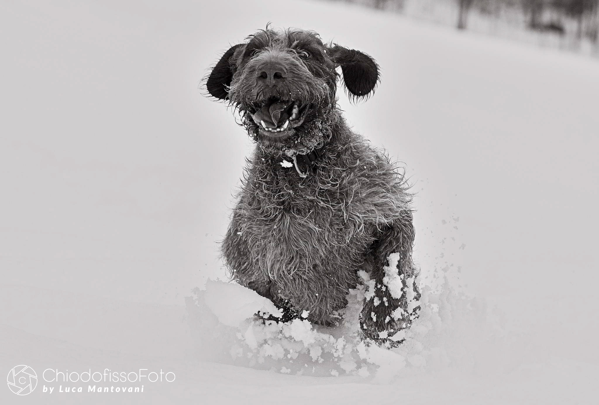 Cunning, black and white of a brat in the snow. Third...