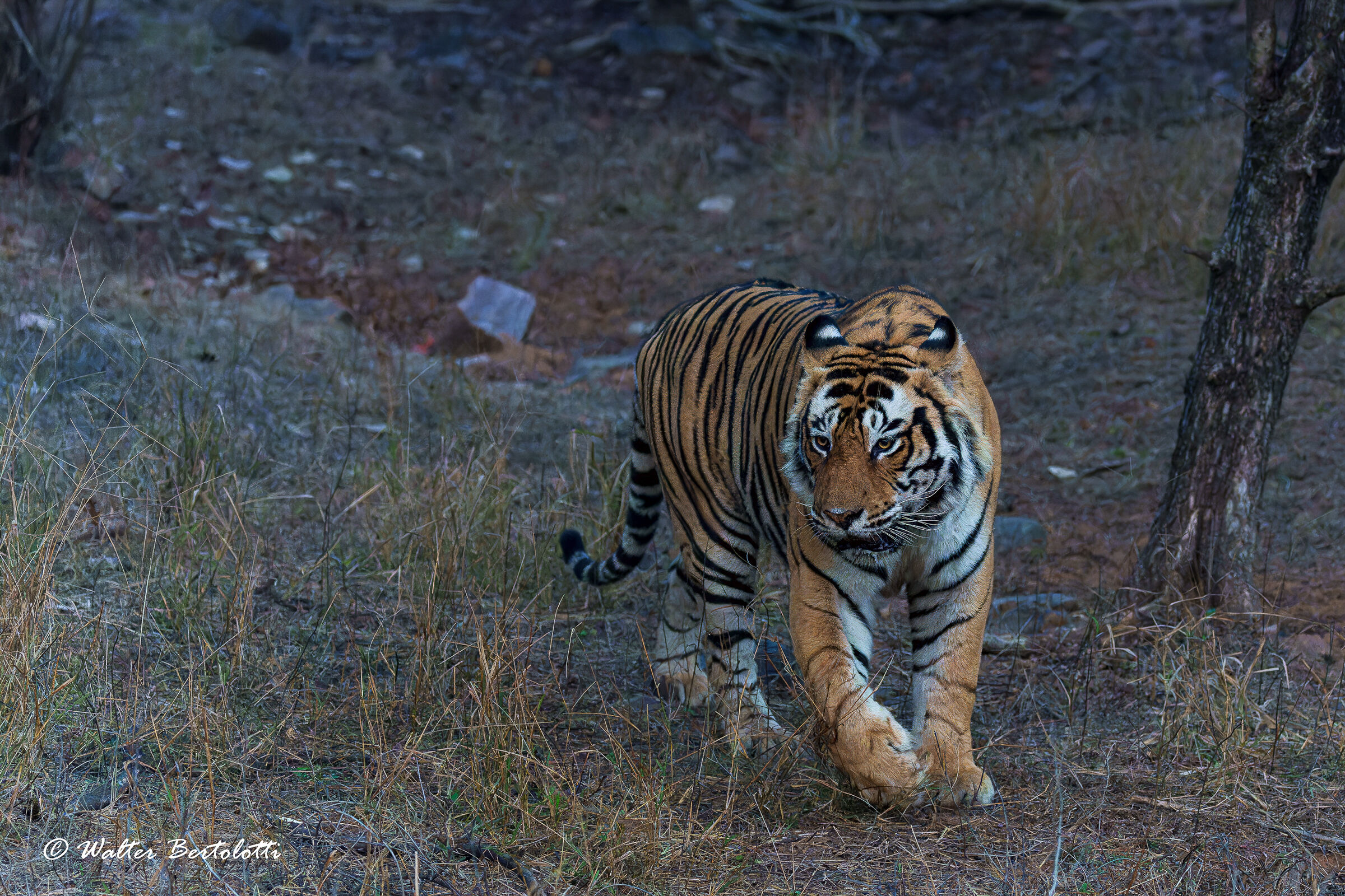 The King of Ranthambore...
