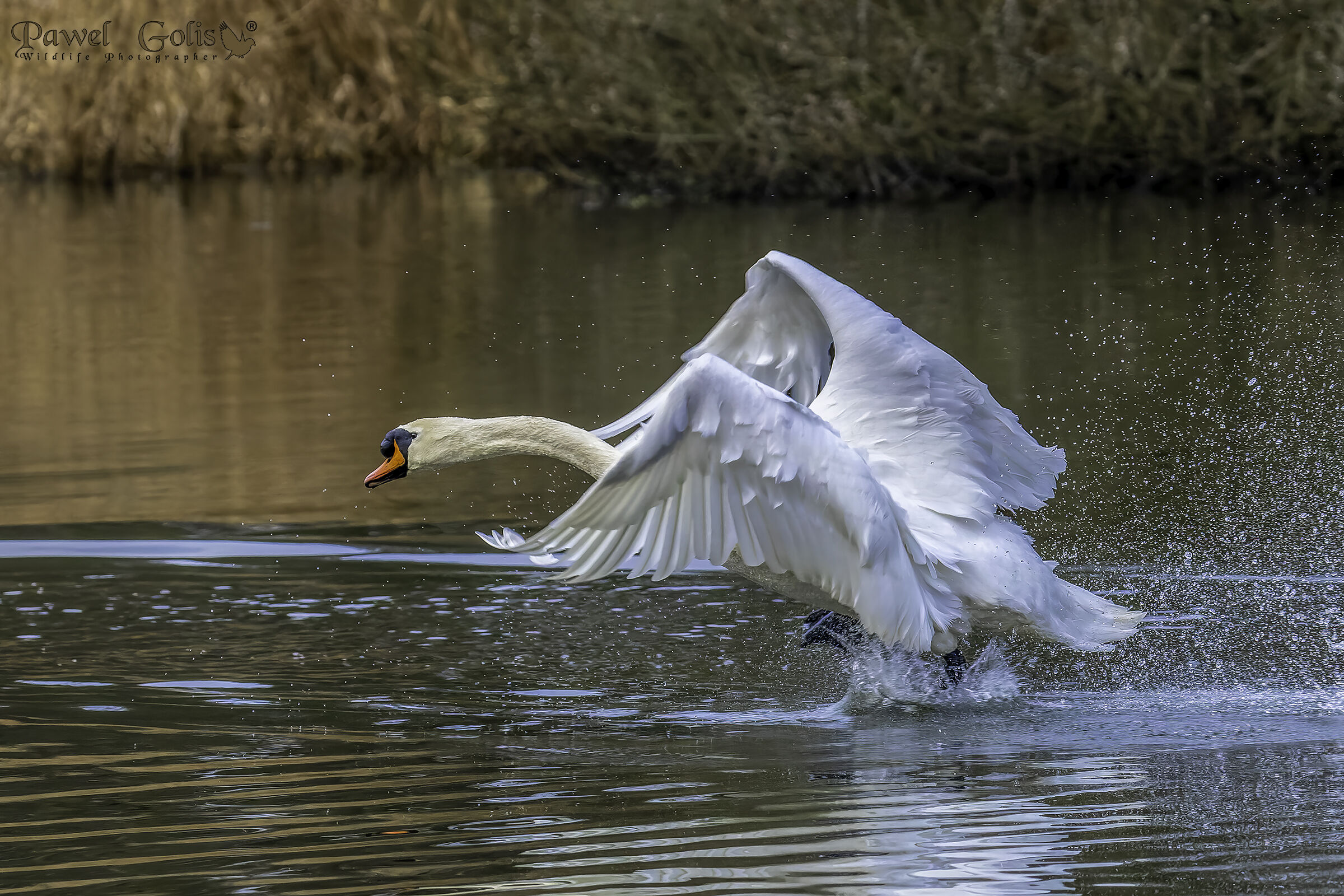 Mute swans in fly (Cygnus olor)...
