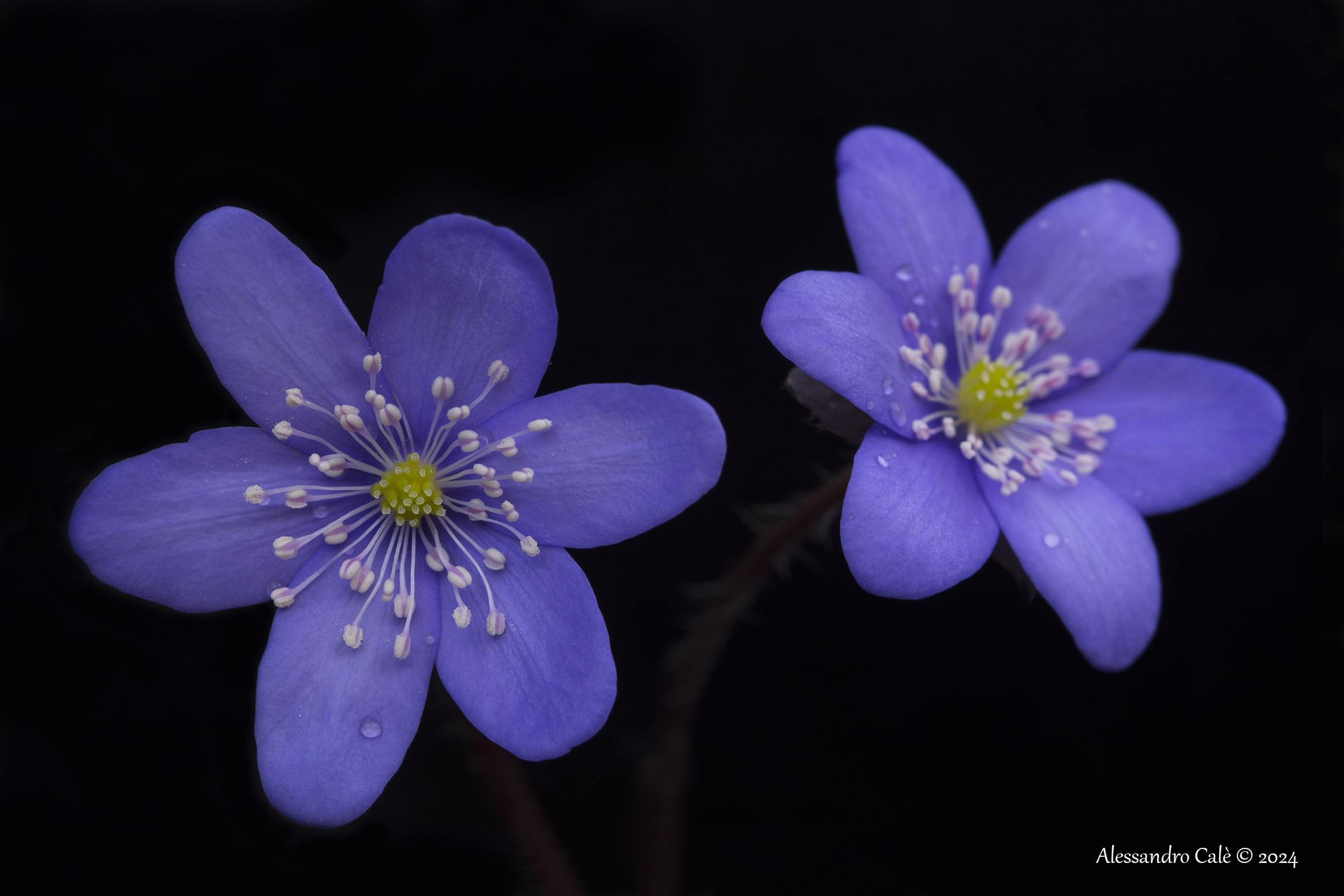 Hepatica nobilis (Hepatic anemone) 0056...