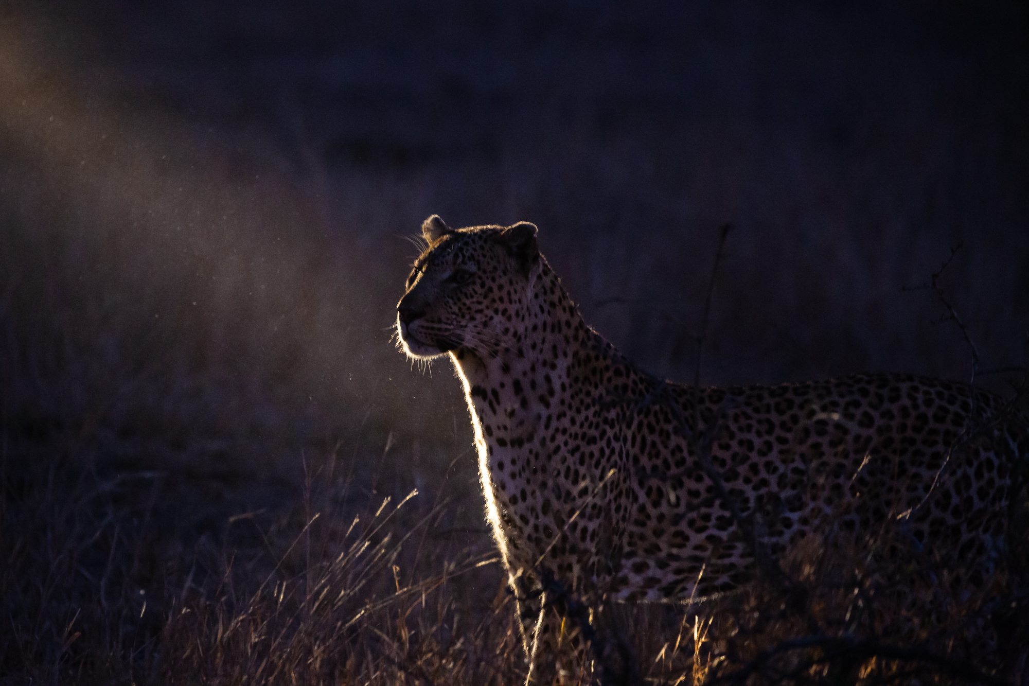 La notte del leopardo...
